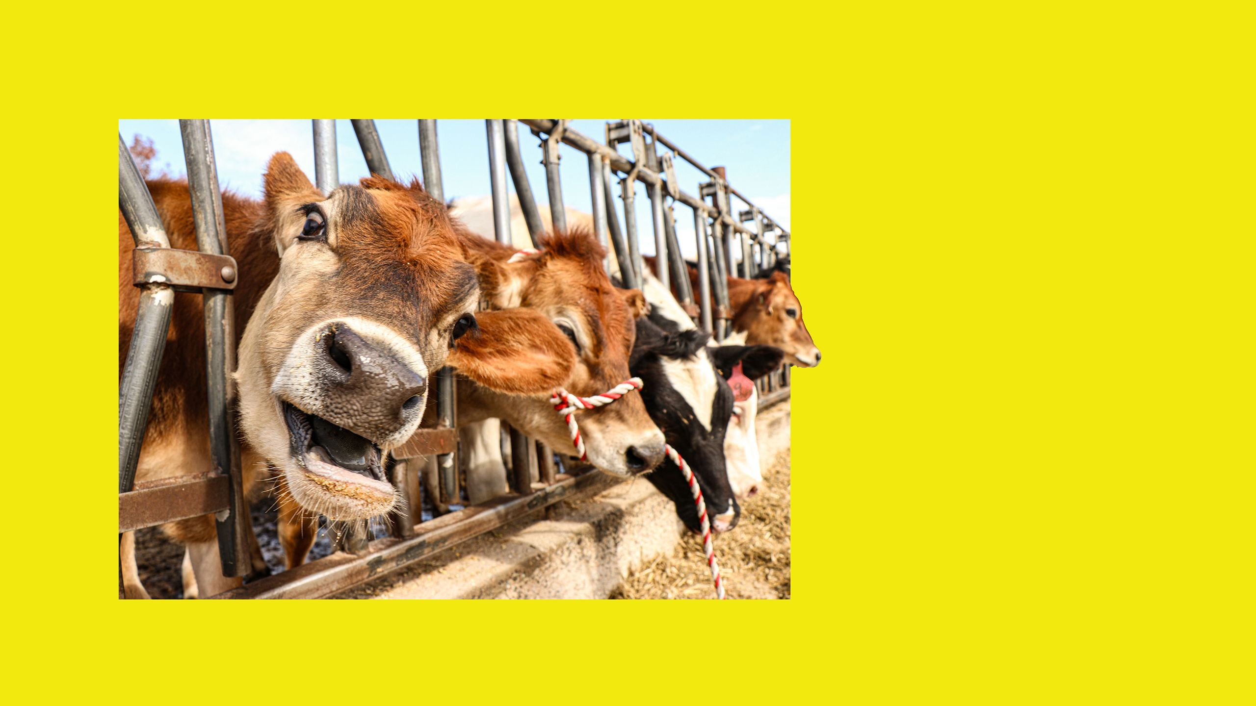 A close-up of a curious cow with its mouth open wide, standing in a fenced enclosure with other cows.