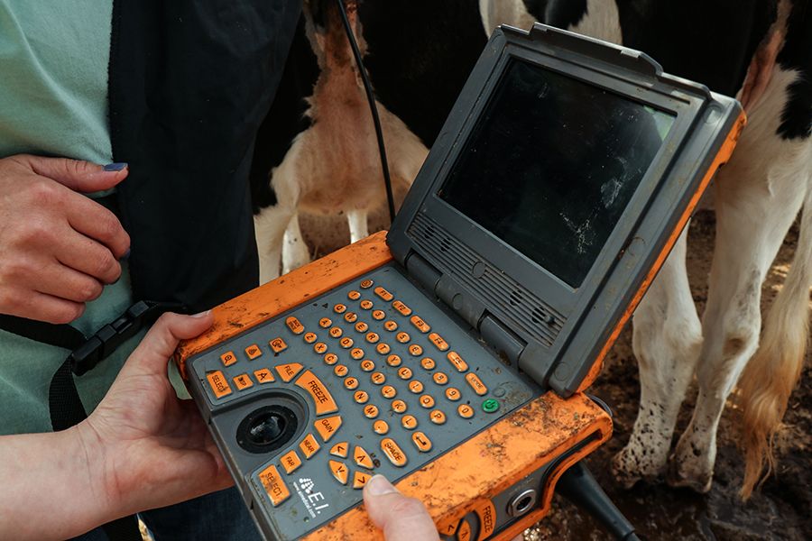 Close-up of a portable veterinary ultrasound machine being used during a farm examination. The device has an orange casing and a keypad with multiple buttons, and it's being held by two people while performing an ultrasound on a cow in the background.