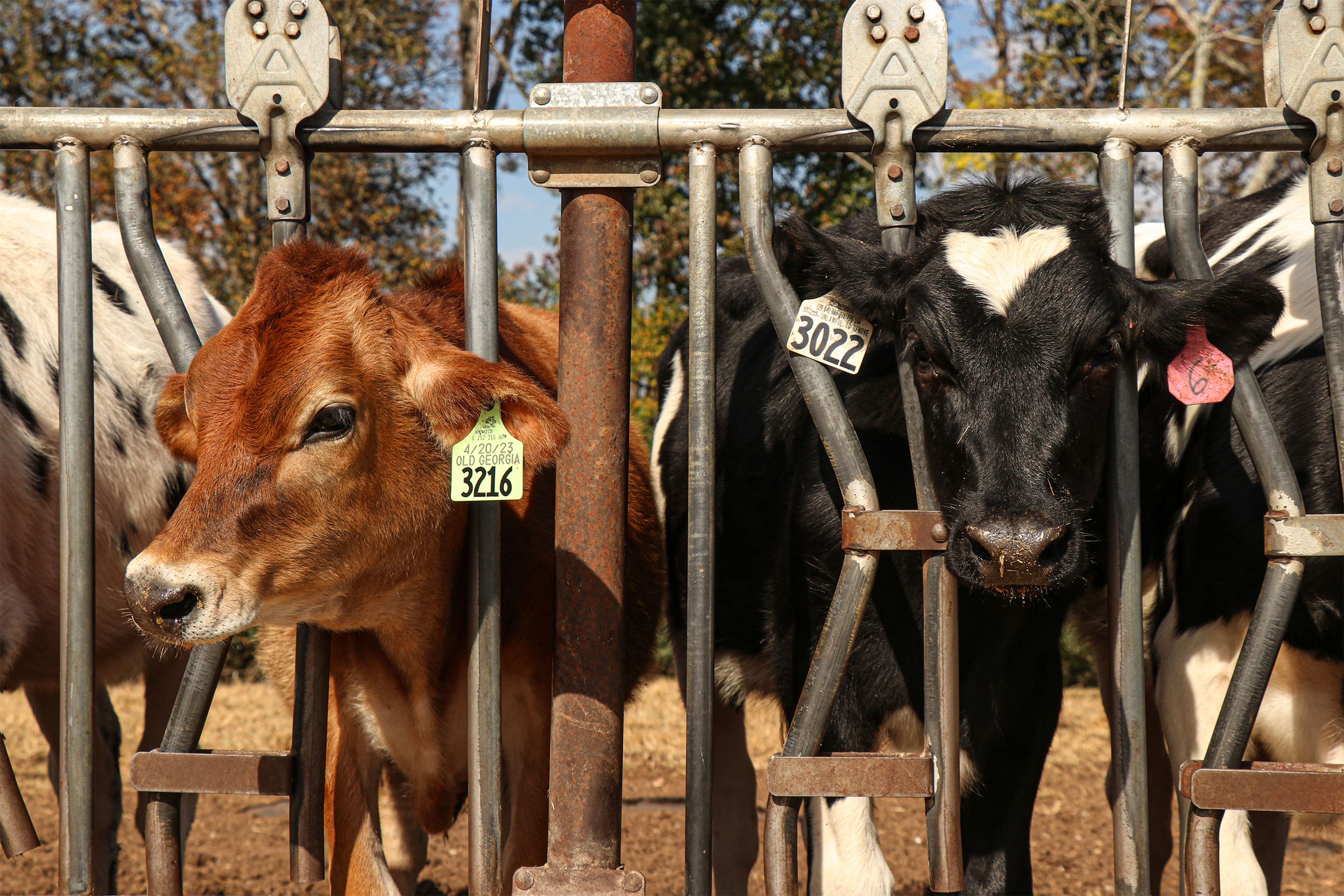 Two cows with ear tags stand side-by-side behind metal bars, looking at the camera.