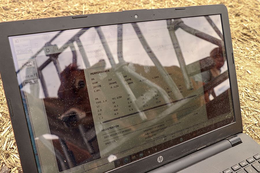 A laptop displaying dairy data on a performance chart sits on a bed of hay.