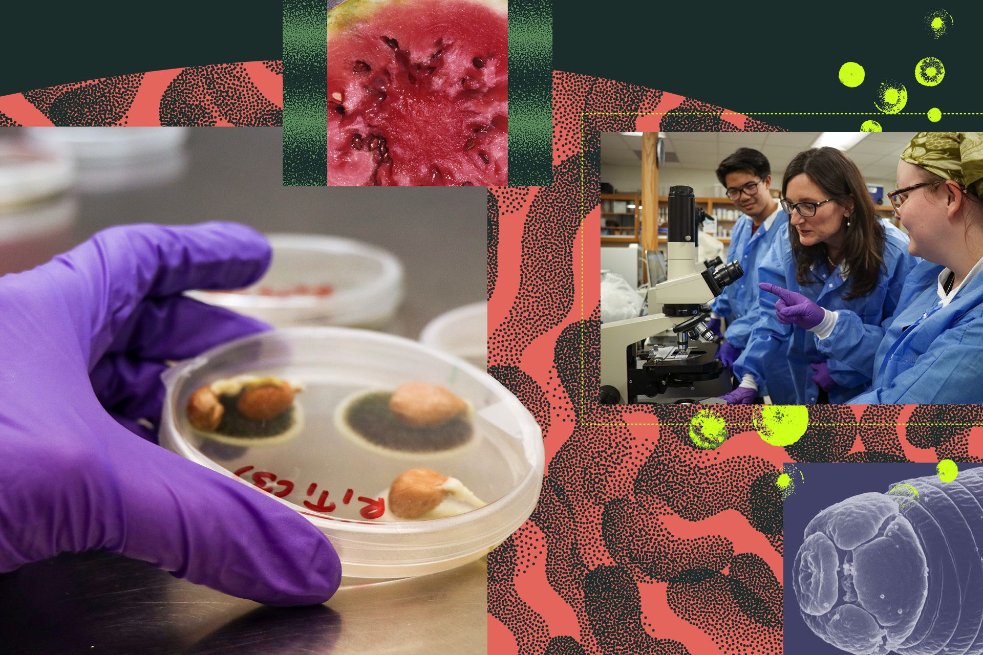 A gloved hand holds a petri dish containing a small plant next to a close-up of a red fruit.