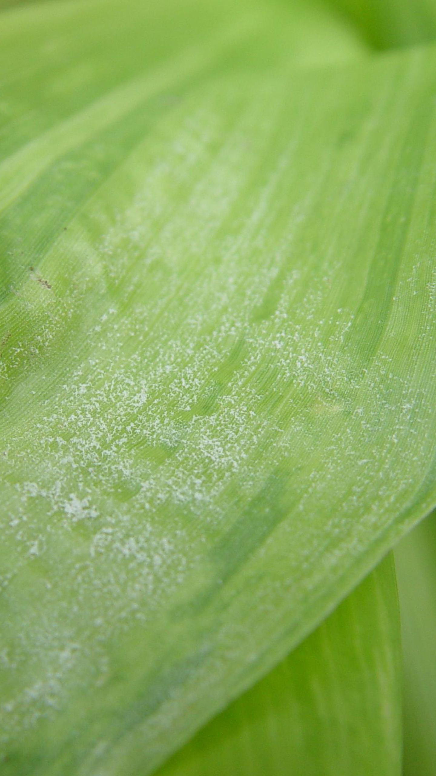 Close-up of a corn leaf with white powdery mildew spots.