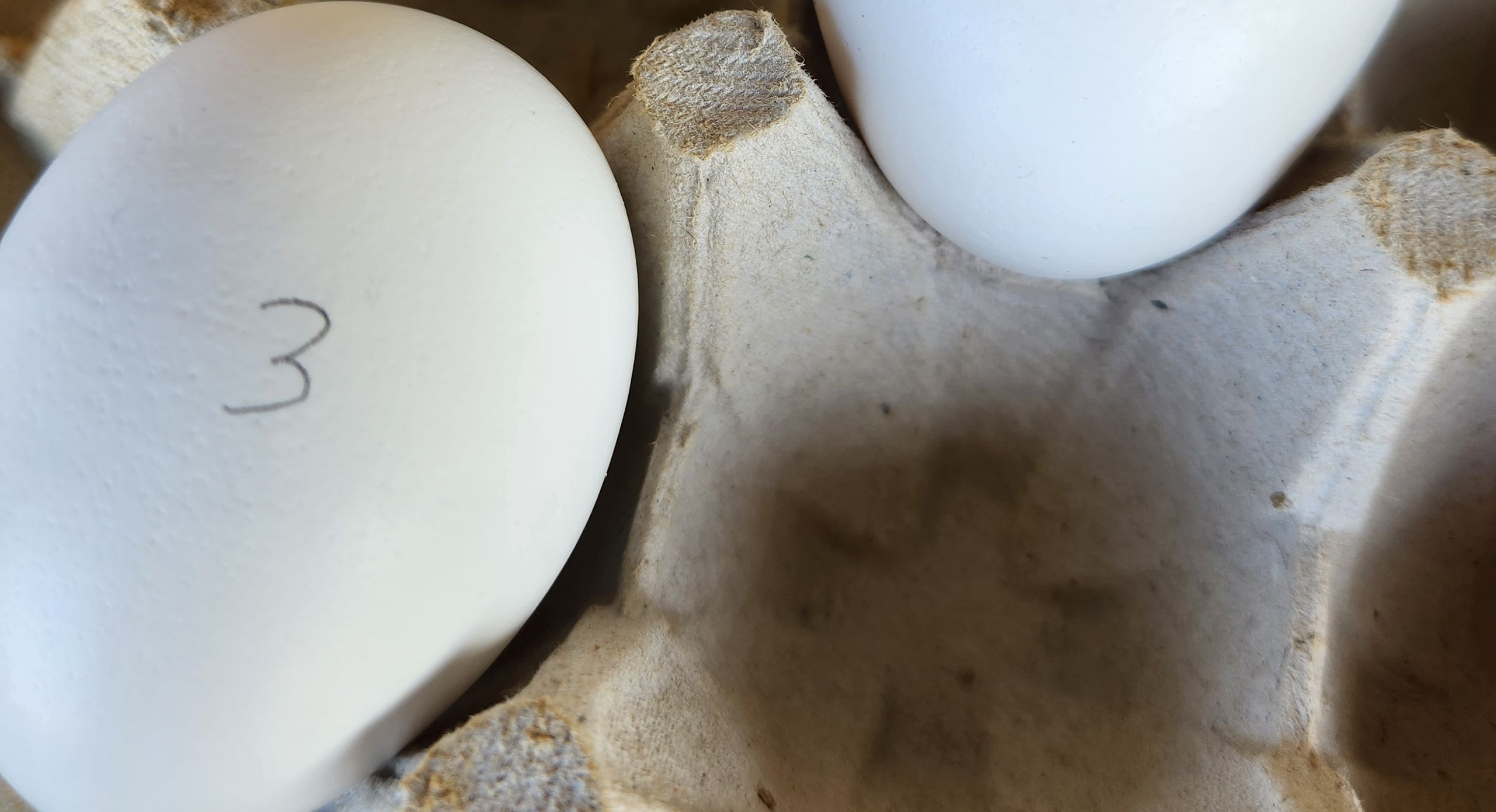 A closeup of eggs in a carton. One egg is labelled with a 3.