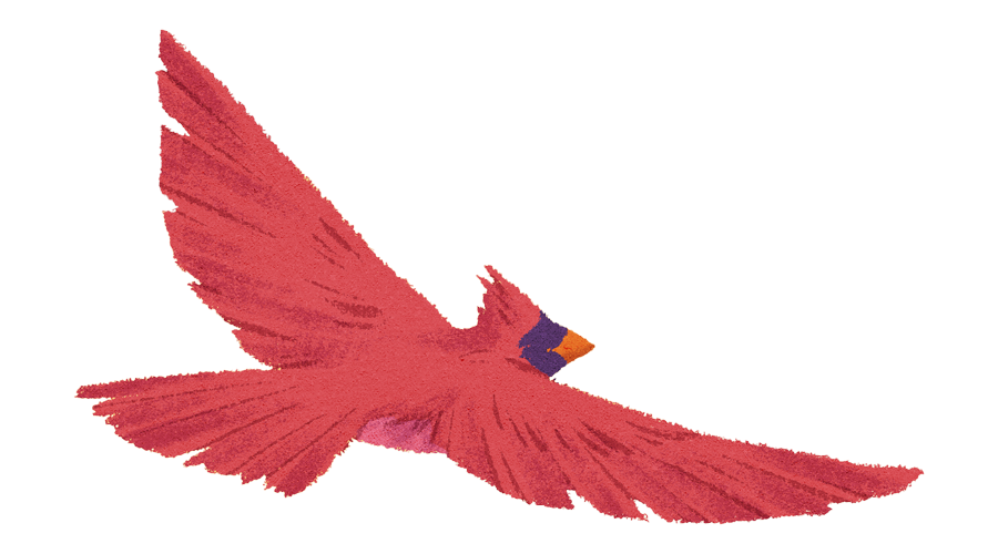 A drawing of a flying red cardinal