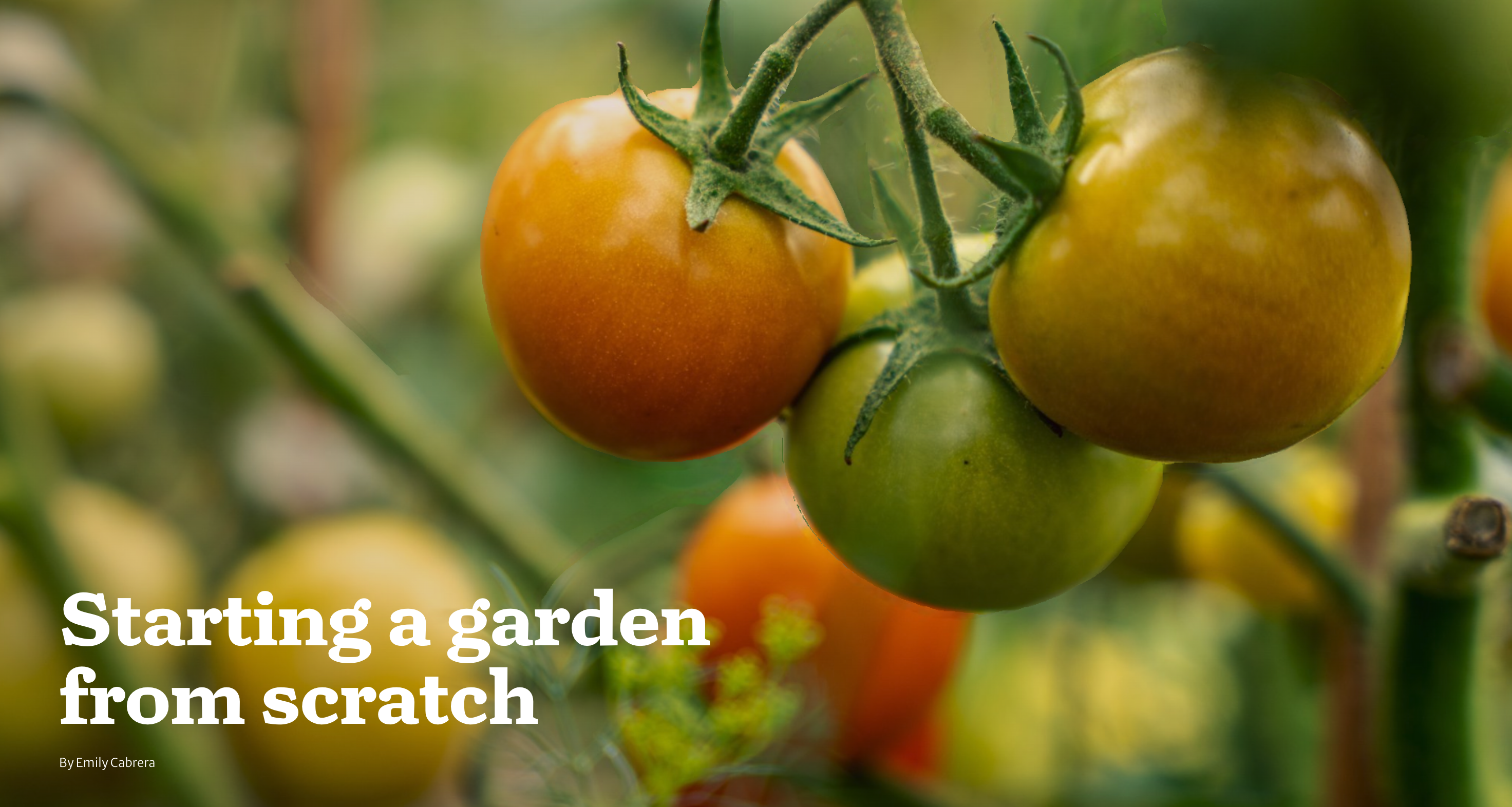 Grape tomatoes still on the vine in varying colors of green to orange with the words "Starting a garden from scratch" written in bold, white lettering.