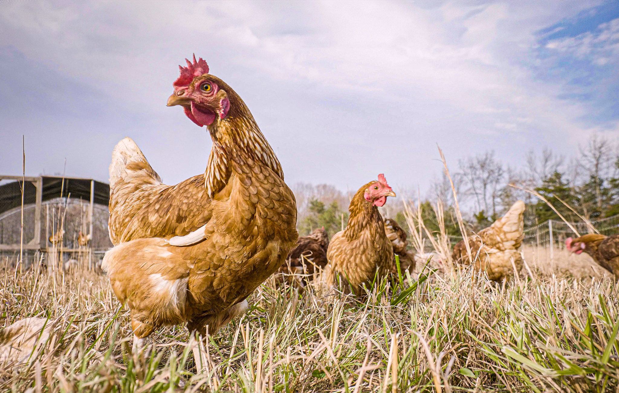 Red hens standing in tall grass