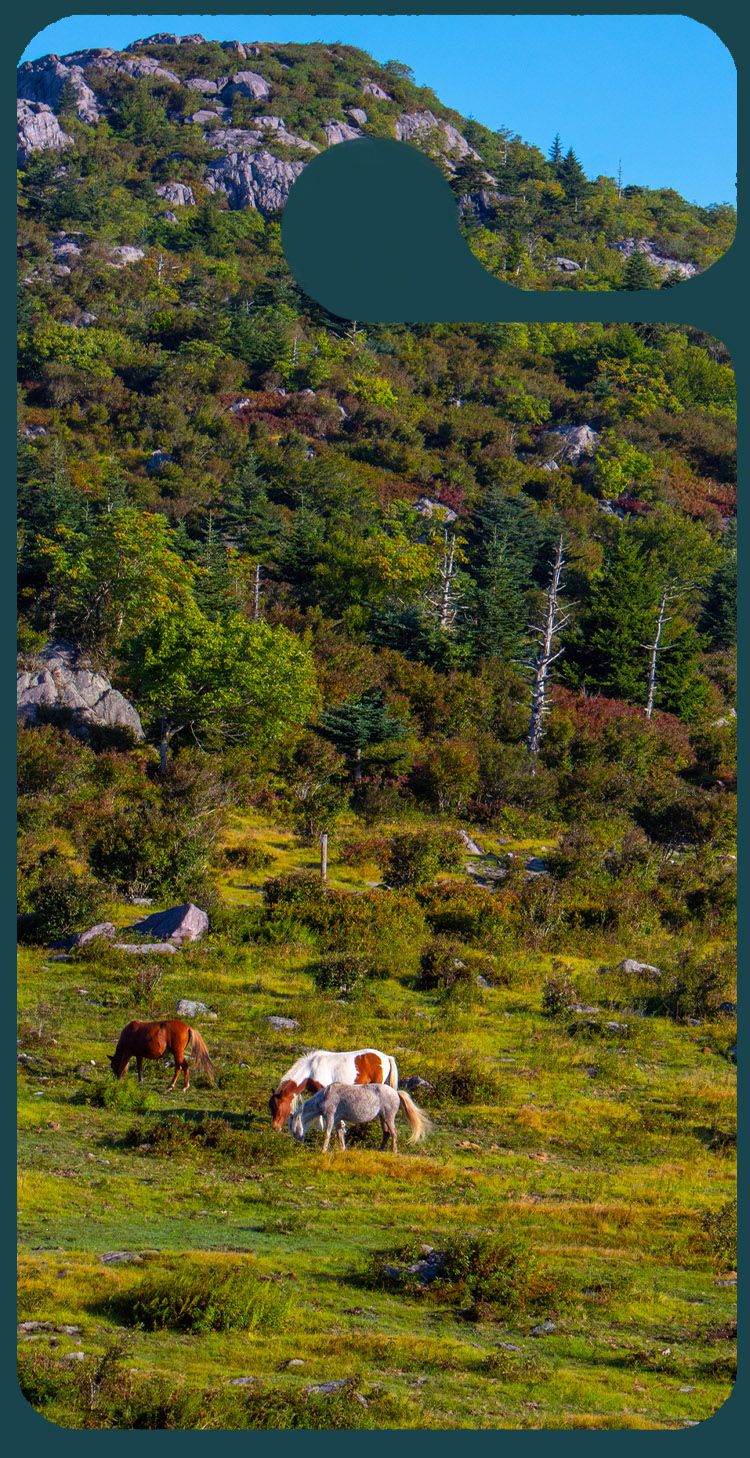 A graphic of the back of a car tag displaying a lush mountain landscape