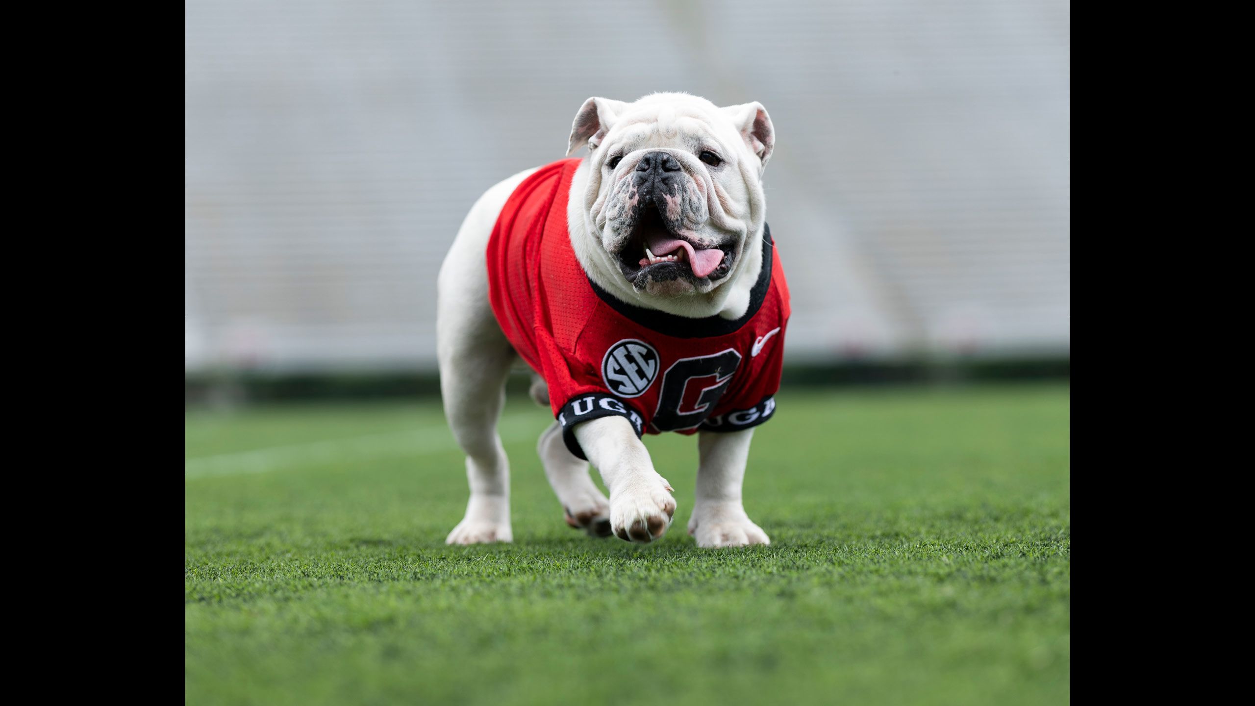 An English bulldog with his tongue lolling out wearing a UGA jersey walking on turf grass.