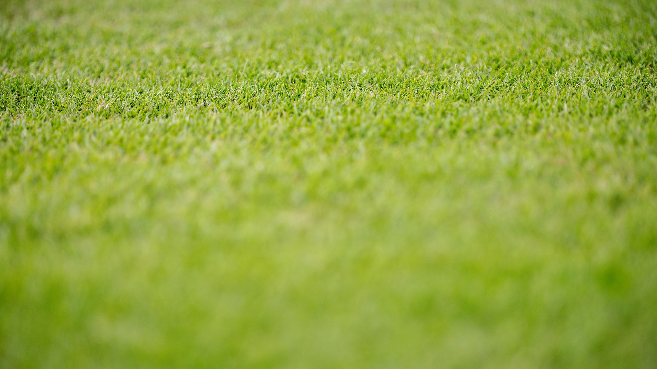 Turf grass