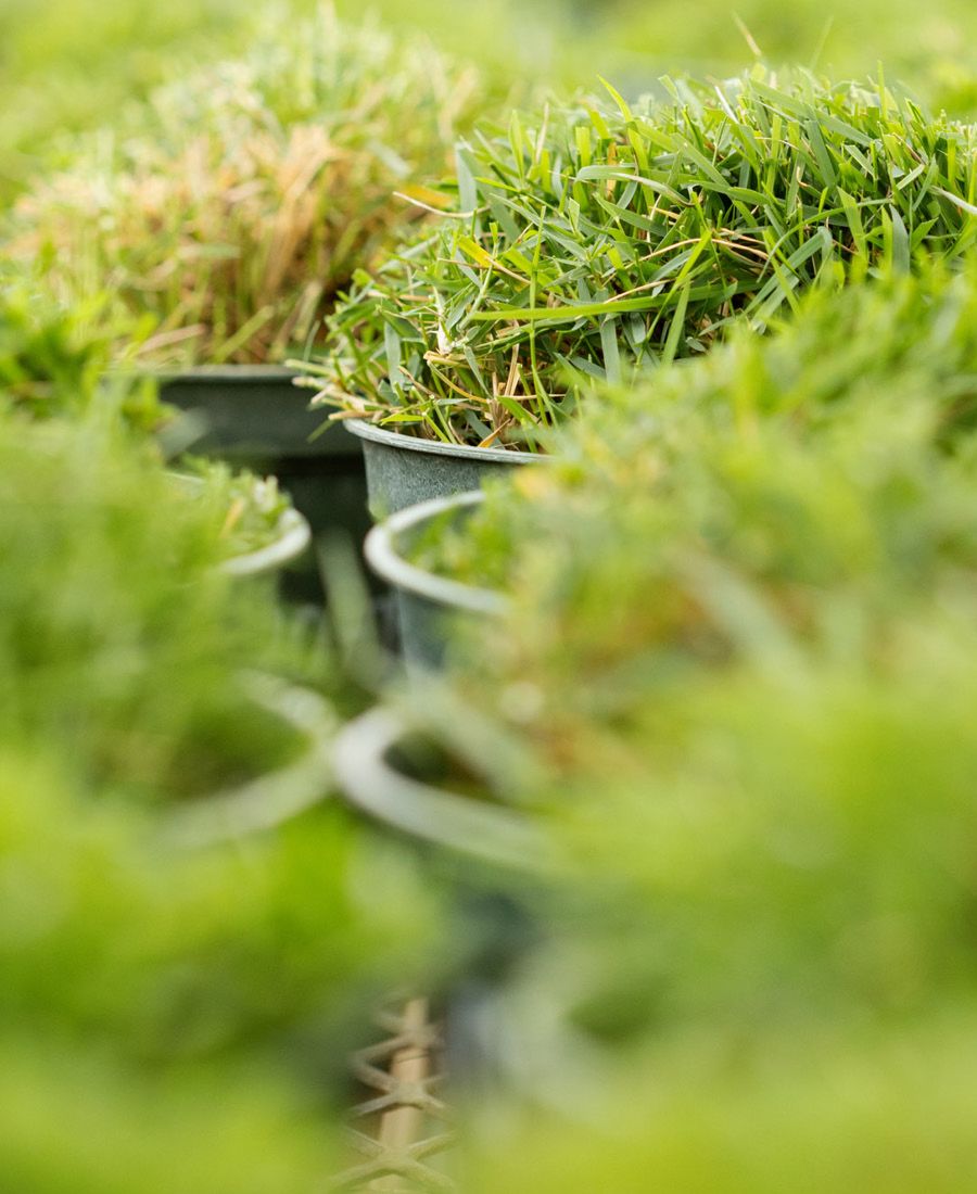 A closeup of several buckets of turf grass