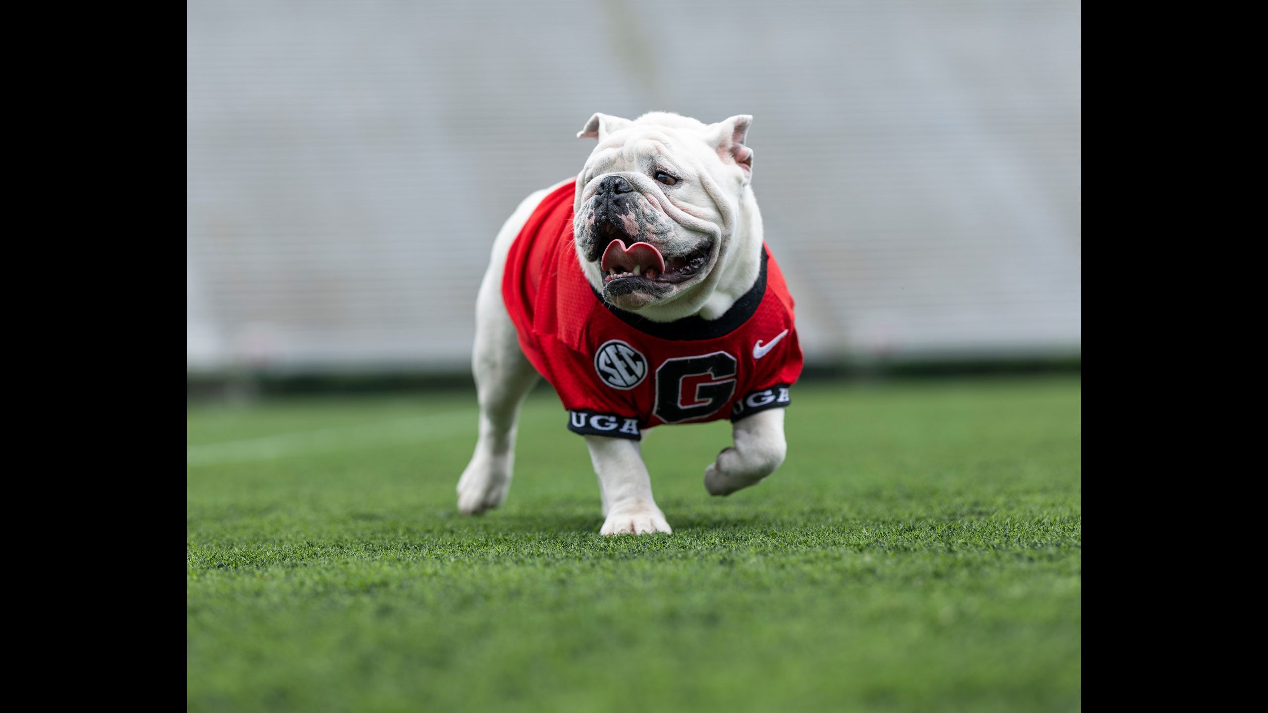 An English bulldog with his tongue lolling out wearing a UGA jersey walking on turf grass.