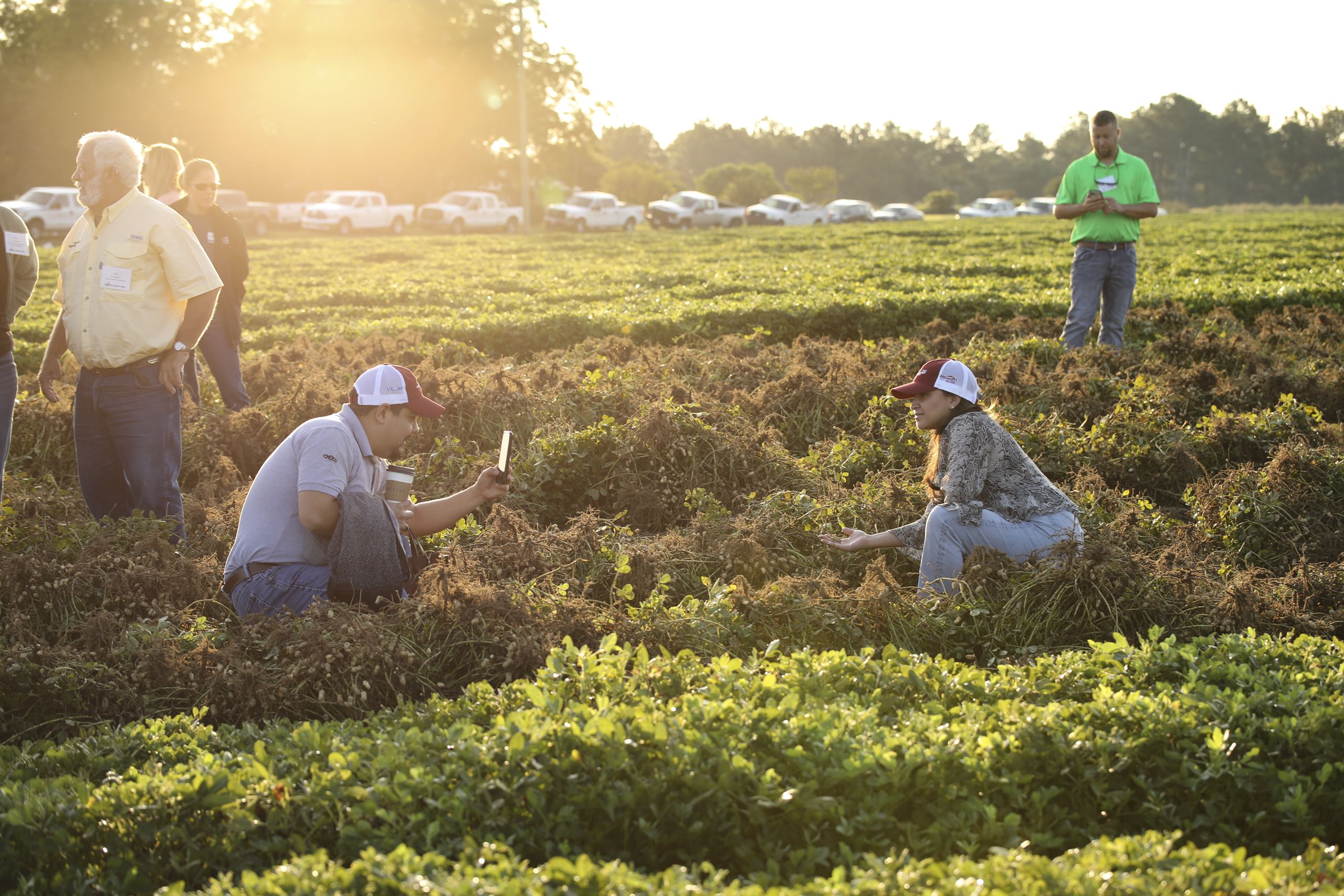 A 2022 Georgia Peanut Tour participant kneels in a freshly dug row of peanuts bathed in early morning sunlight while another participant takes a cell phone photo.