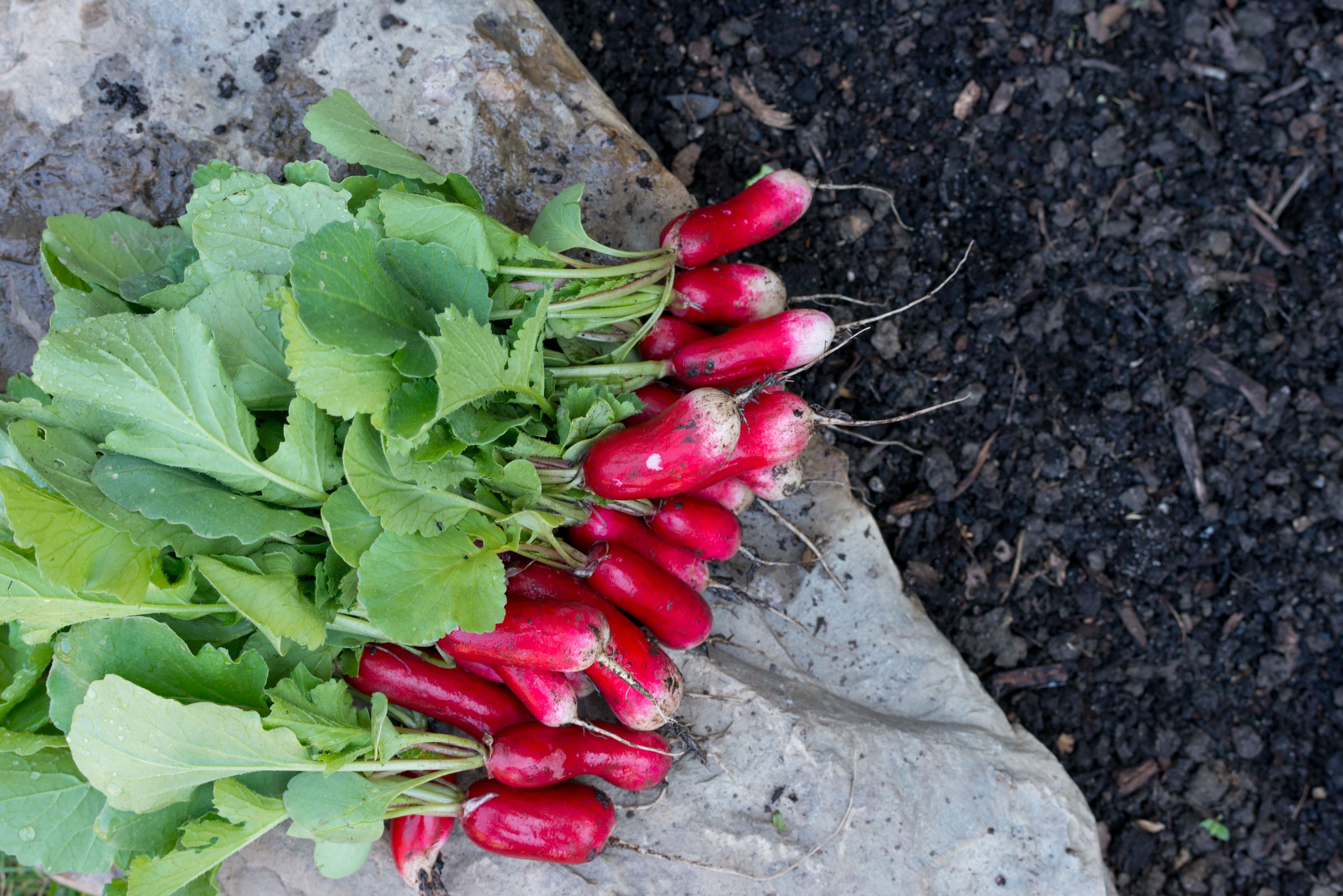 A bunch of red radishes sits on a rock with dark brown soil in the background.