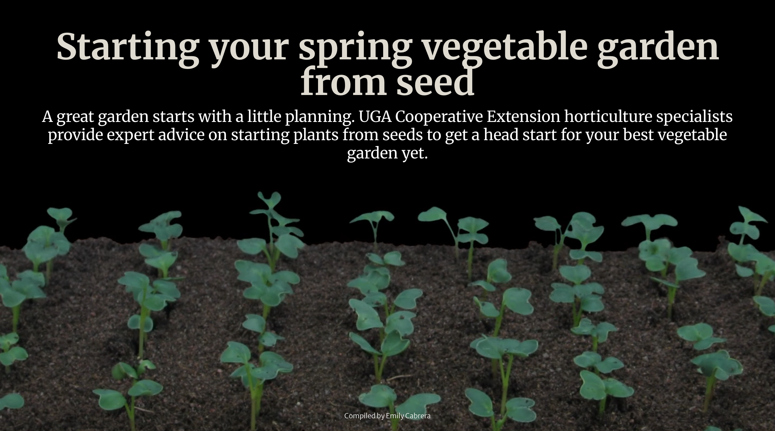 Against a black background, rows of green seedlings popping up out of brown soil, with the words "Starting your spring vegetable garden from seed" are written in bold, white lettering at the top.