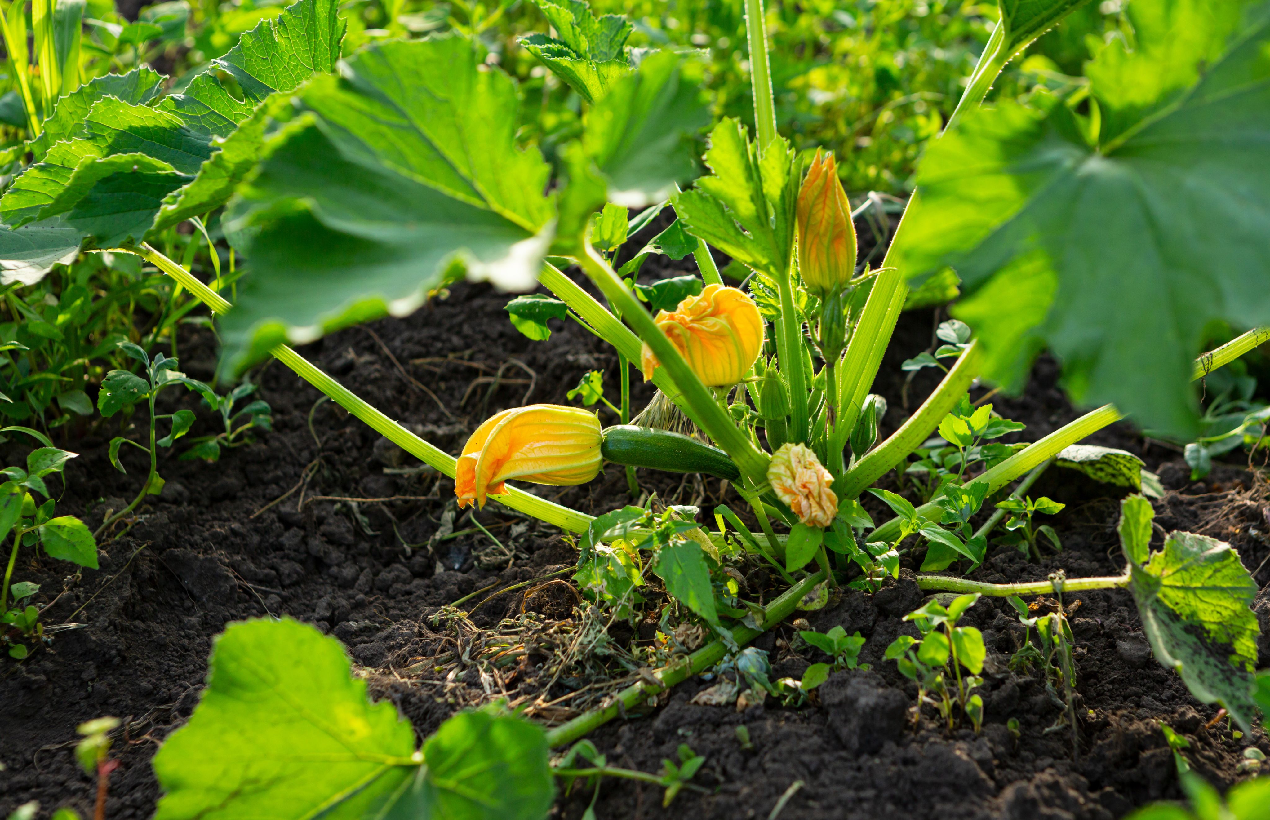 A healthy, young, green zucchini is growing with the yellow flower still attached at the end.