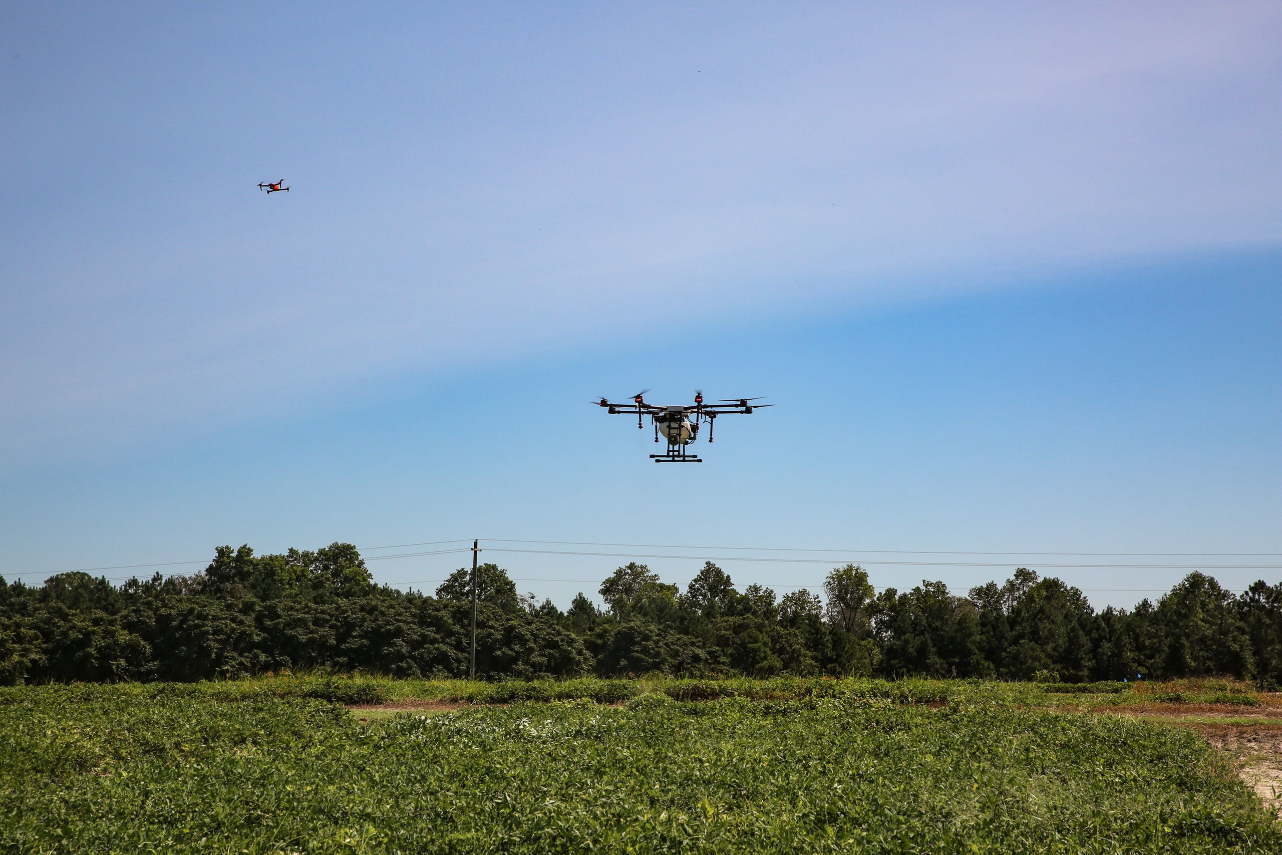 Photograph of a black drone flying low over a peanut field to collect data.