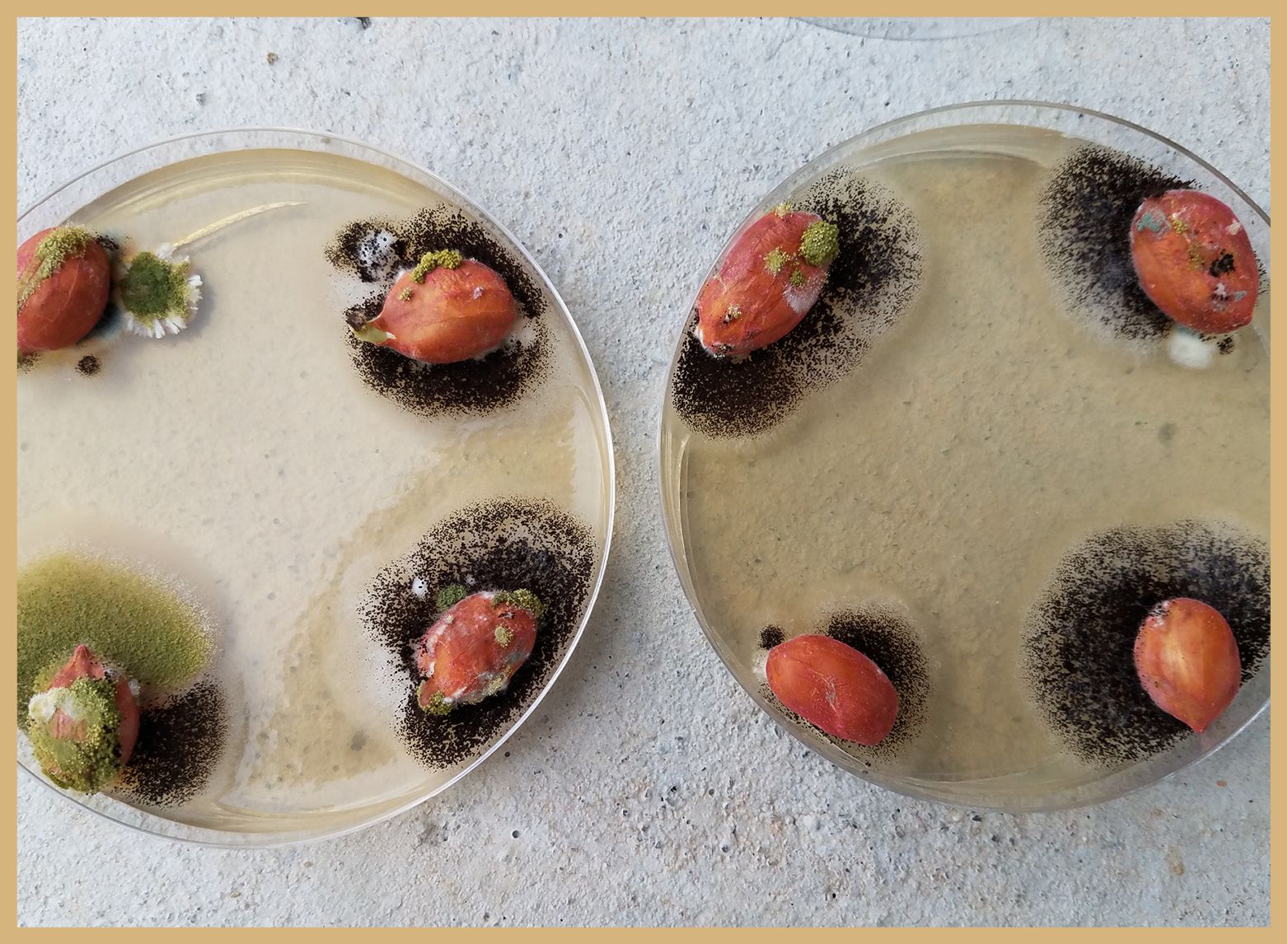 A closeup photo of petri dishes containing shelled peanuts, which are blanketed in a fine, fibrous web of dark Aspergillus fungus.