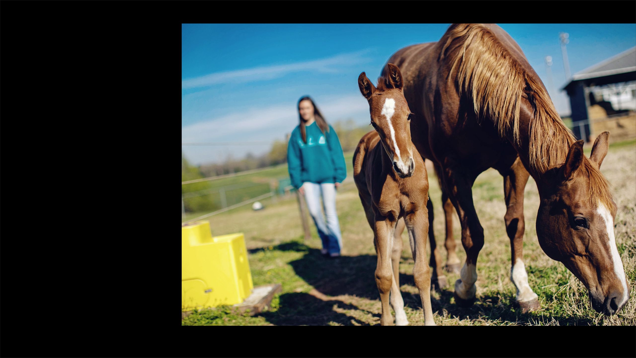 A brown horse grazes on grass while a foal stands next to it.