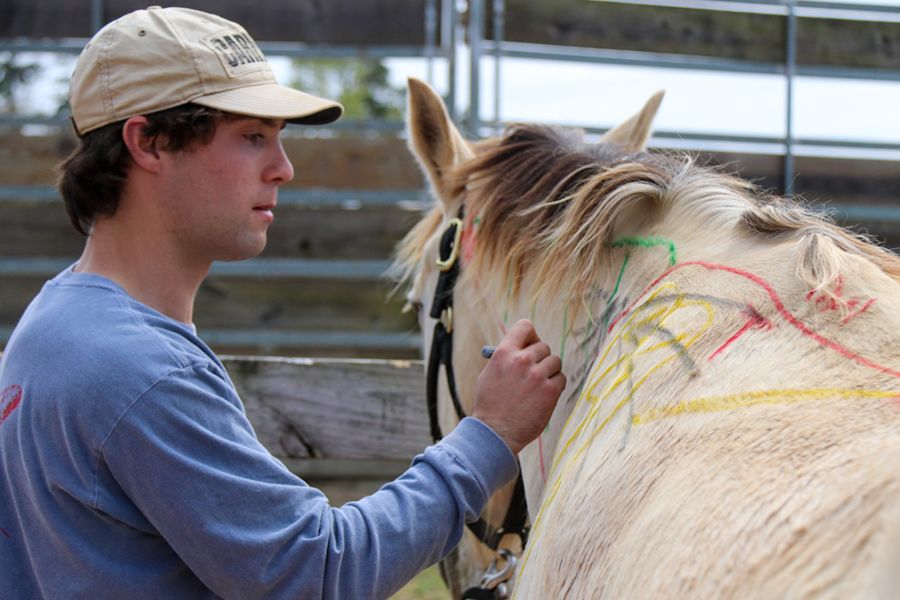 A student writes on the side of a cream-colored horse with colored crayons.