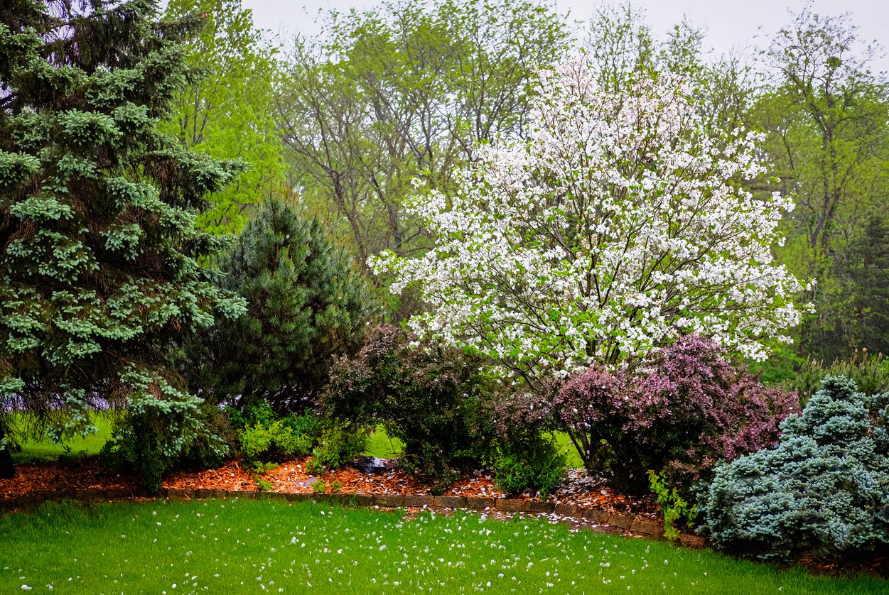 a white flowering tree stands in a green garden amongst smaller green and purple bushes