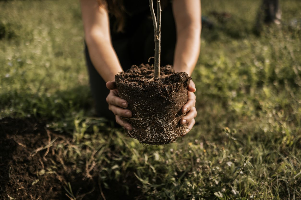 Person holding a tree sapling with soil and root ball attached, green grass in the background.