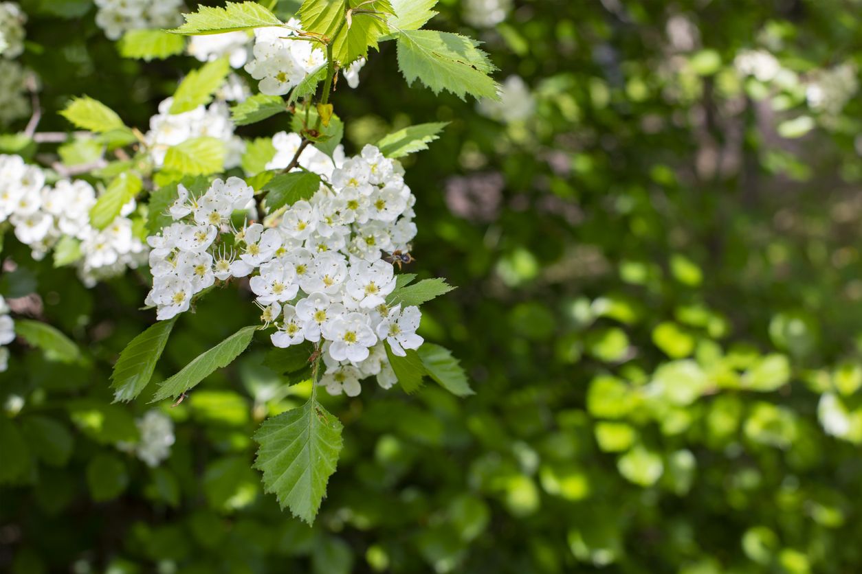 White flower blooms of a hawthorn tree with green leaves in the background.