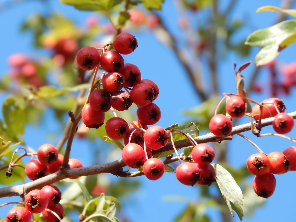 Red mayhaw fruit growing on a tree with blue sky in the background.