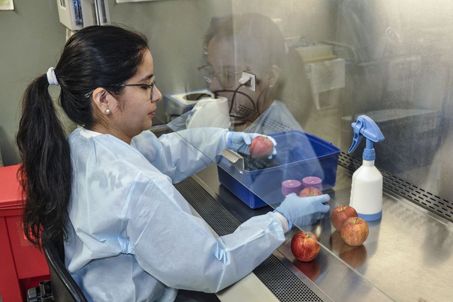 Martha Sanchez-Tamayo holds apples under a fume hood