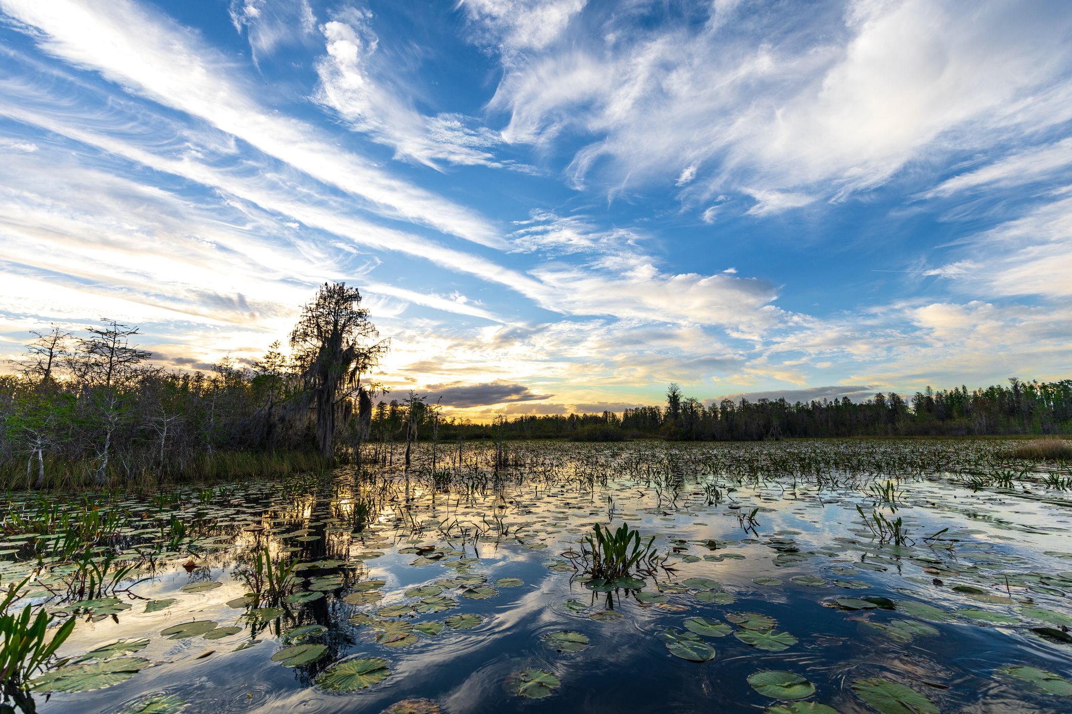 Landscape sunset on east side of Okefenokee swamp refuge