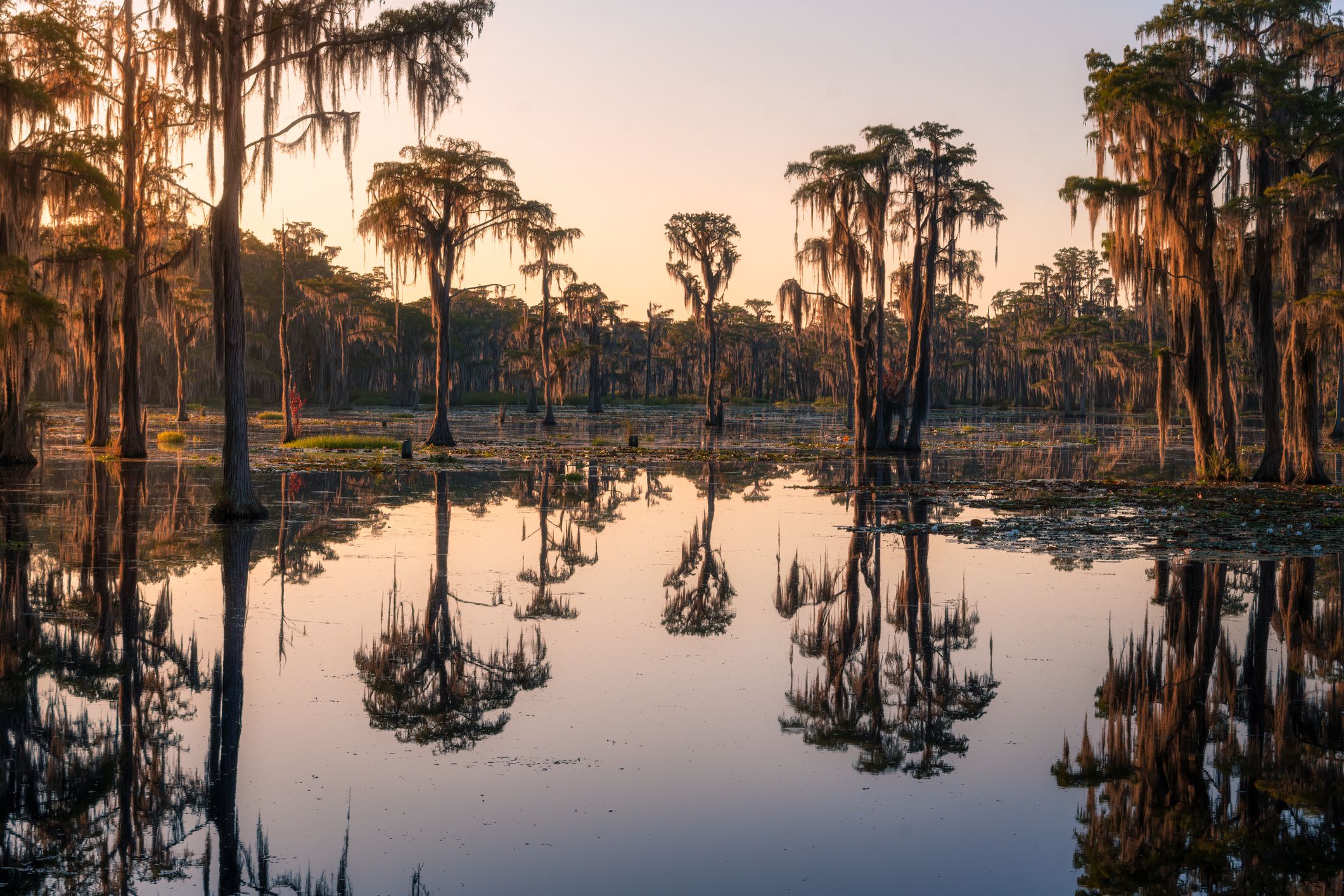 Cypress trees grow in a swamp during sunrise in south Georgia