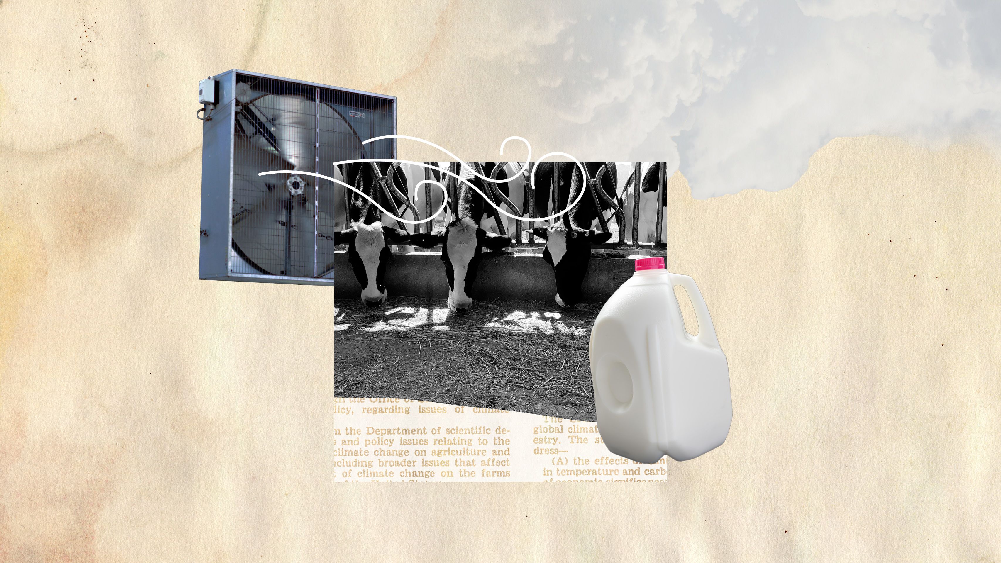 Collage of cows feeding and a gallon carton of milk. A fan blows cool air over the cows.