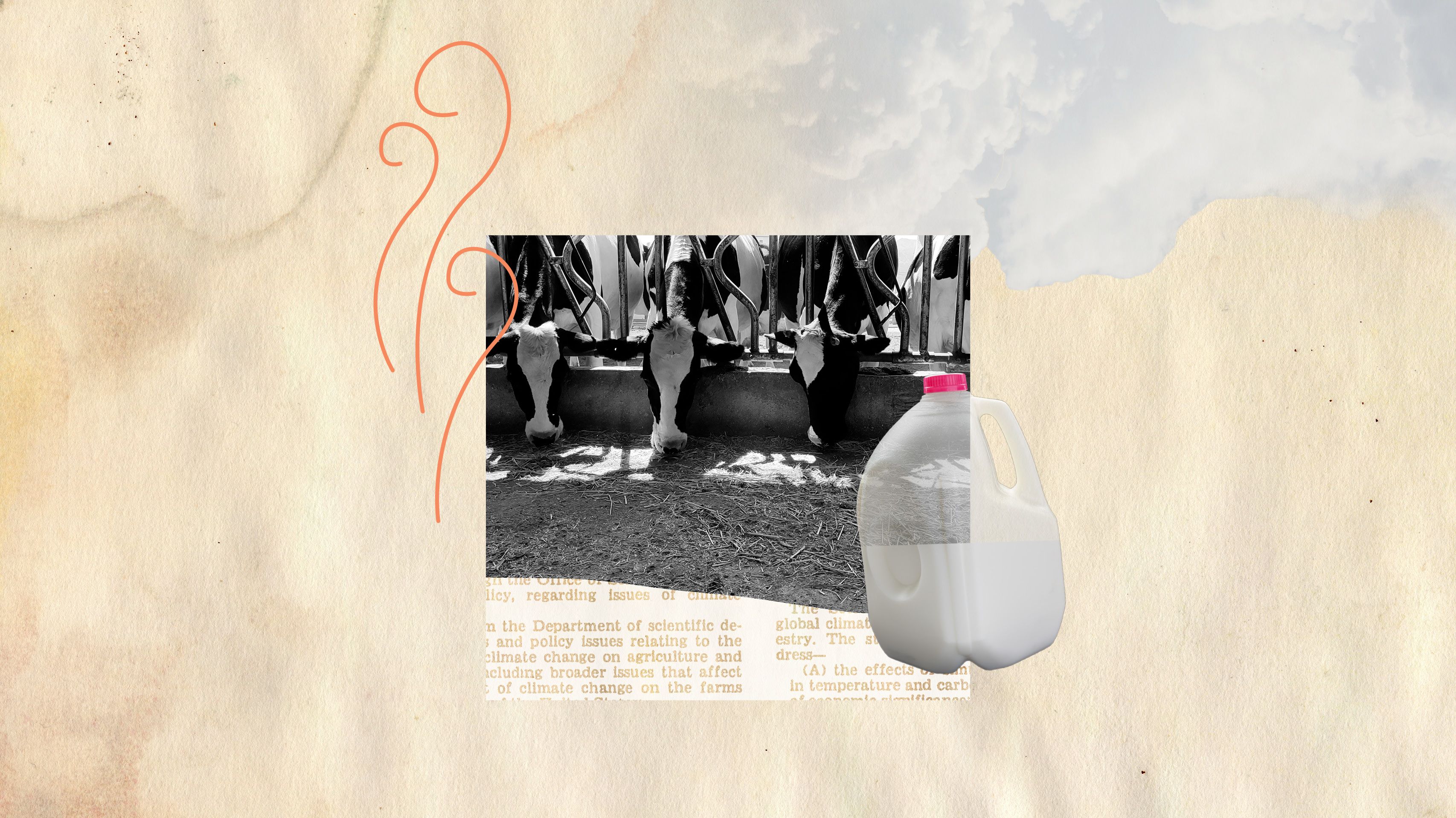 Collage of cows feeding and a gallon carton of milk. Orange lines indicate heat rising from the cows.