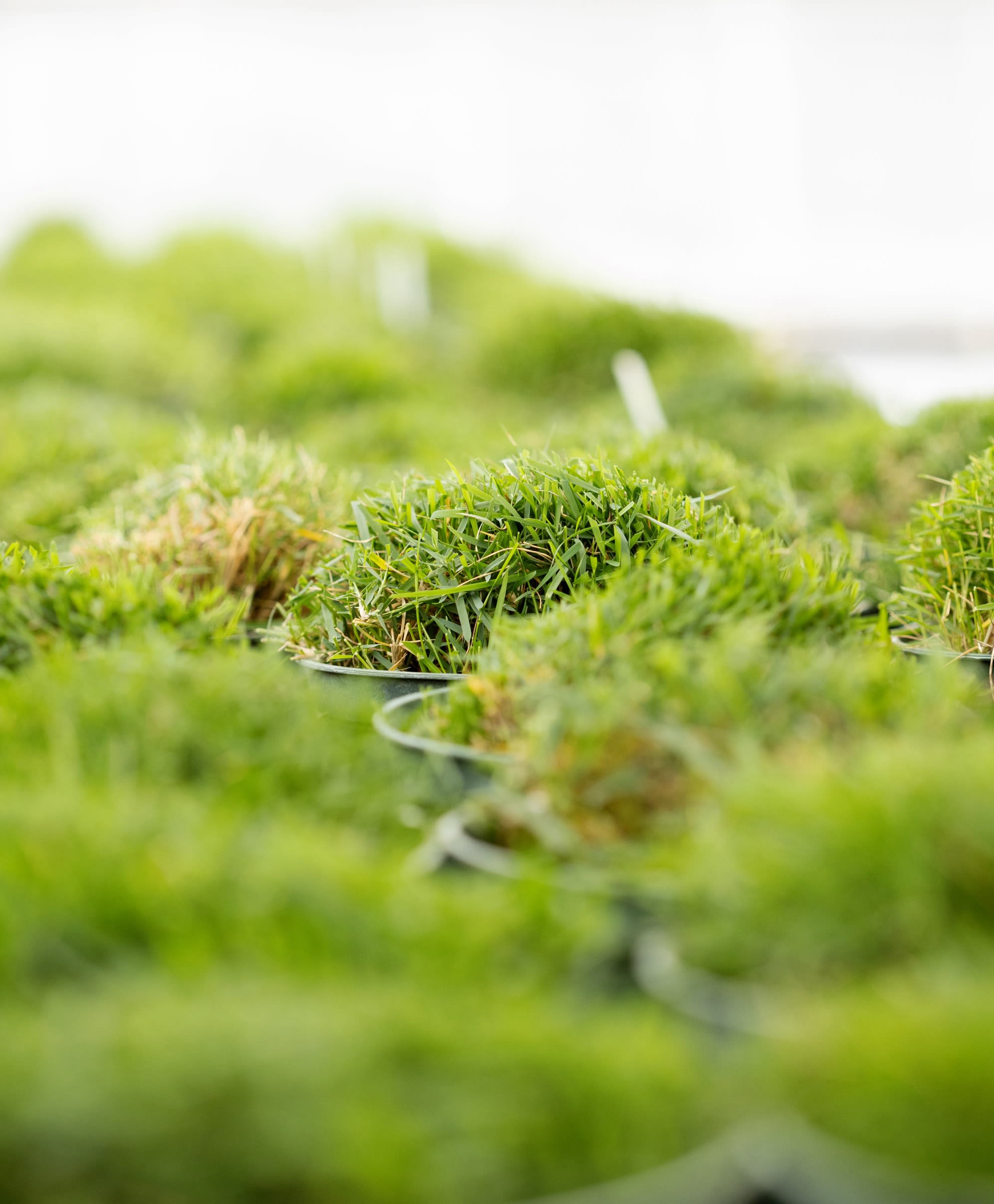 Rows of containers are lined up in a greenhouse where turfgrass varieties are being grown for research. 