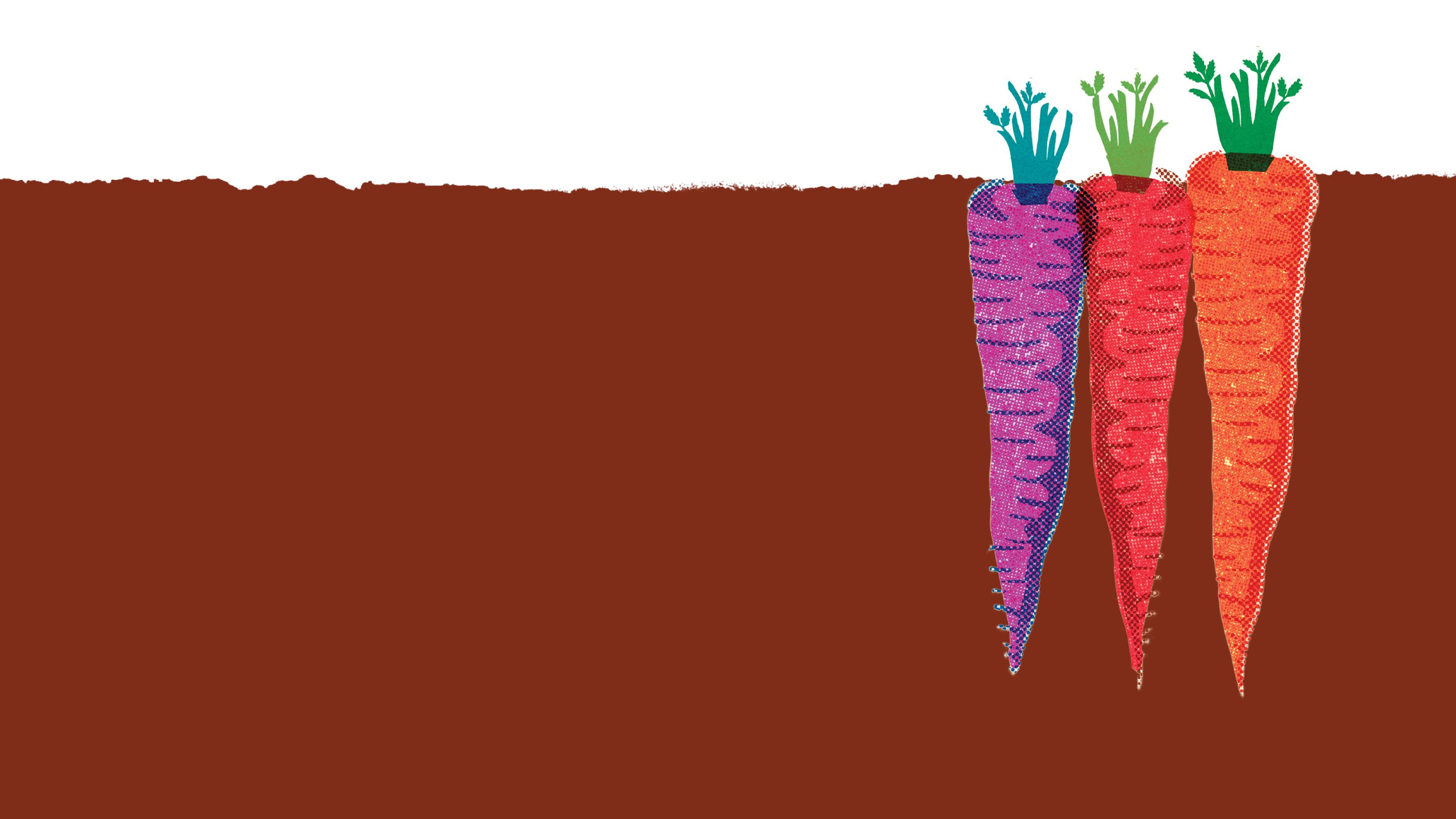 Cross-section of soil reveals the rest of the carrots