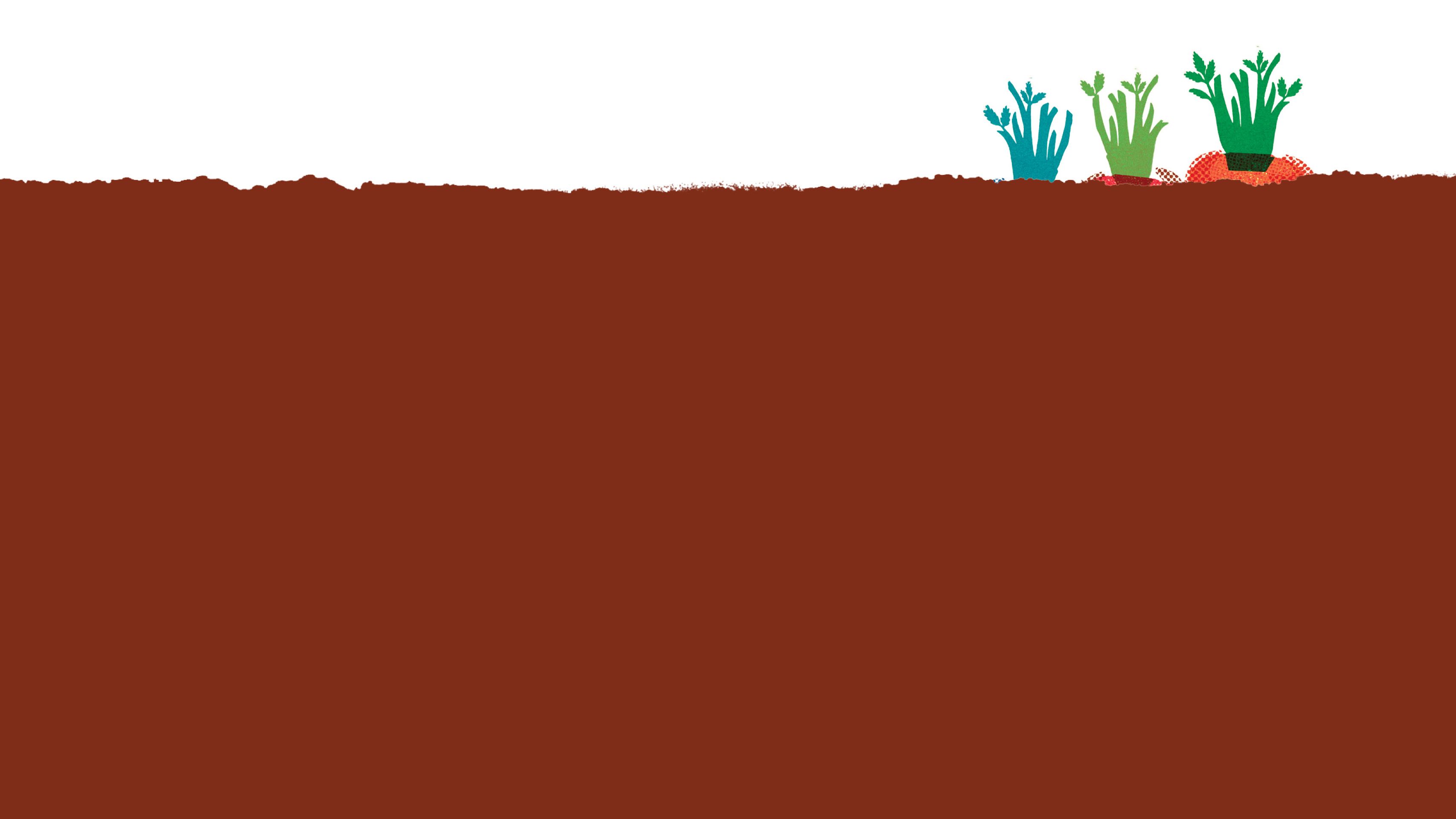 Carrot tops growing in soil