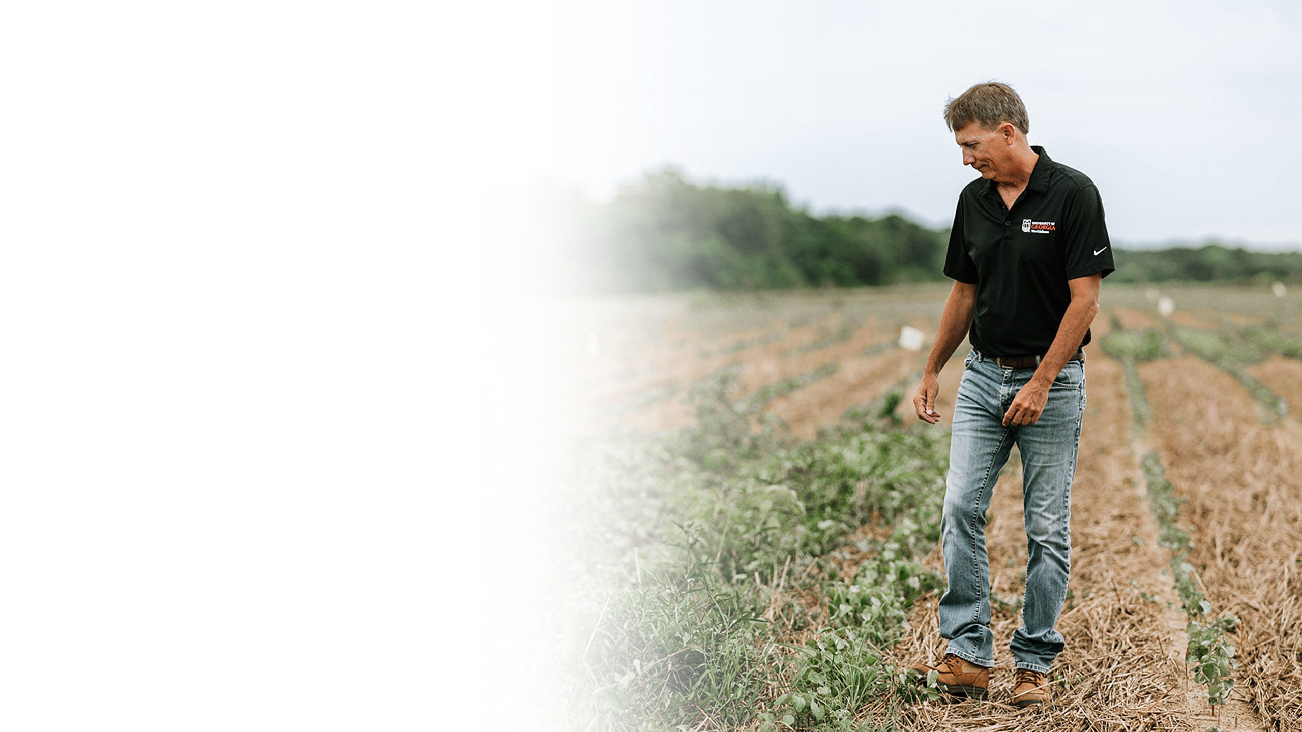 A man in casual dress walking through a field filled with weeds