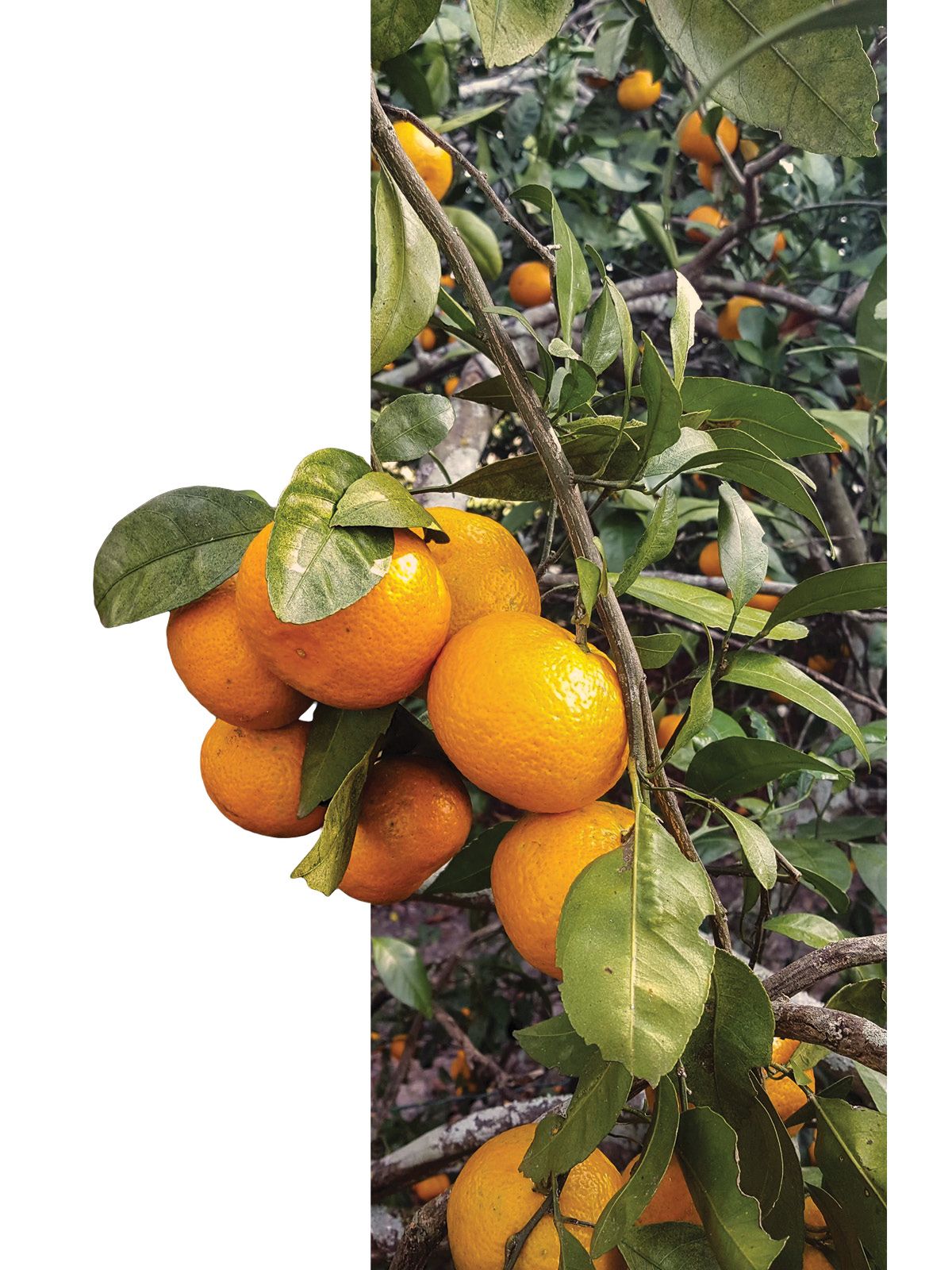 Dozens of ripe, orange satsumas hang on a tree