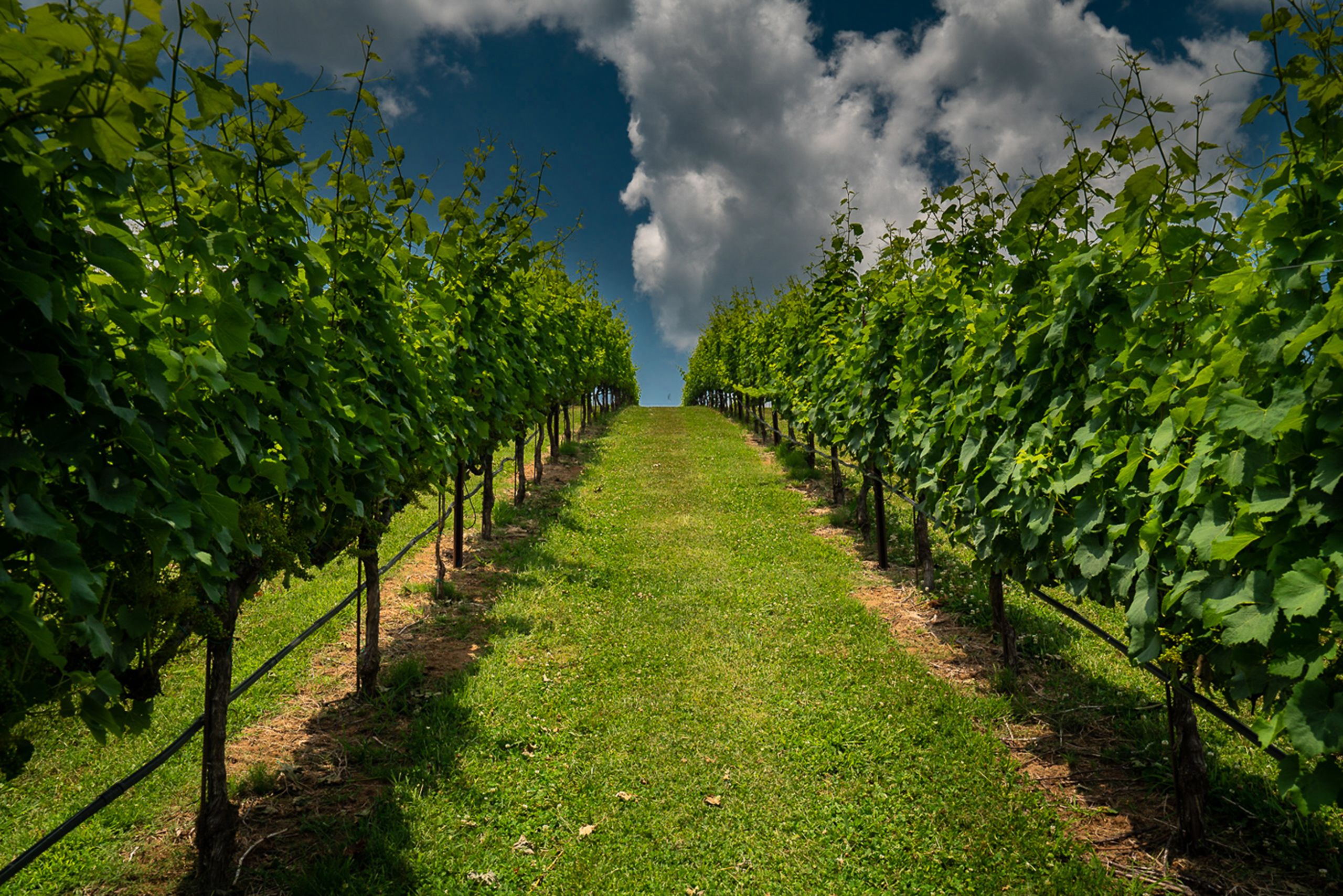 A cumulous cloud floats over a vineyard