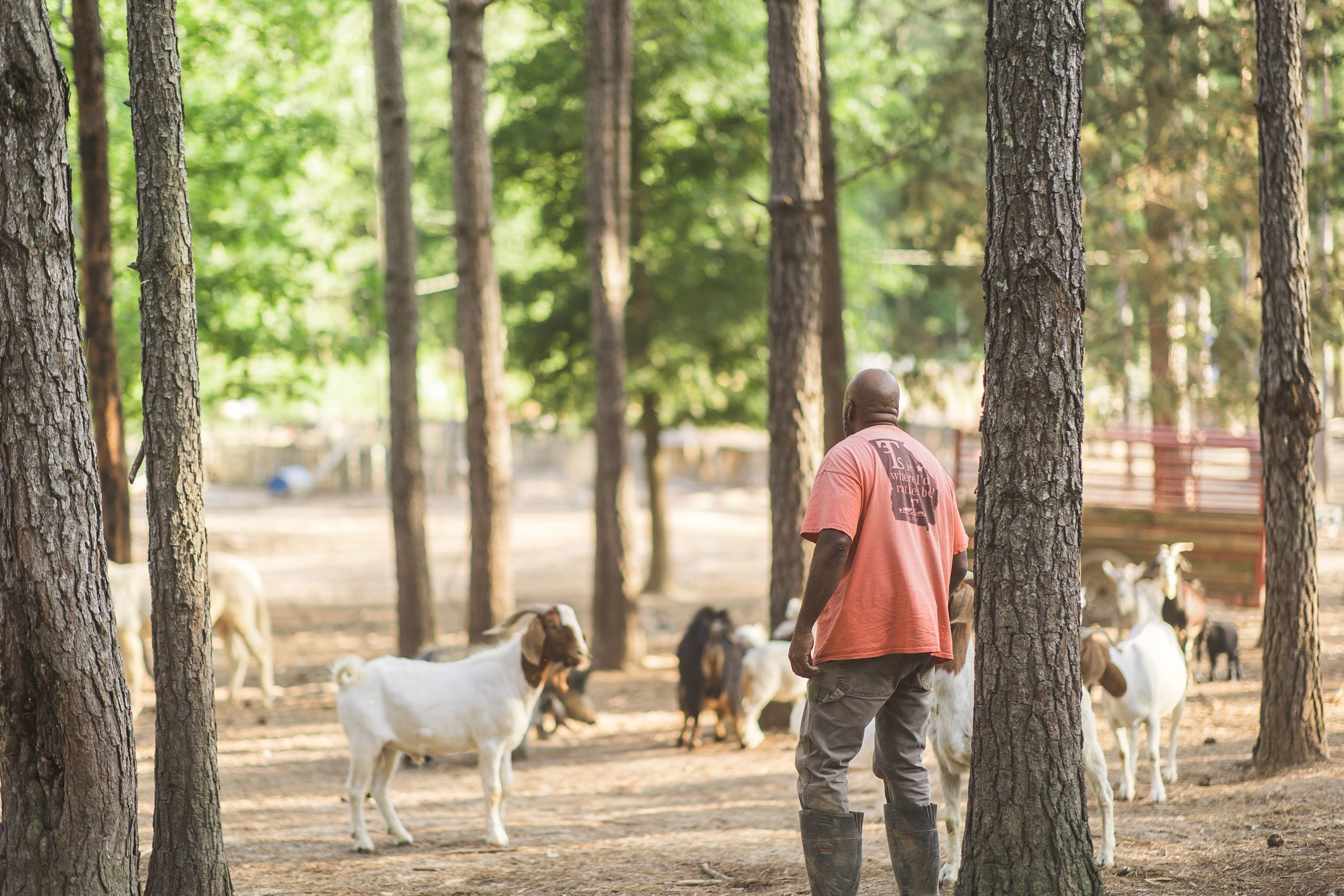Iteago Felton is wearing an orange t-shirt, standing in a field with farm animals. Around him are several trees, and there are many goats standing amongst the trees.