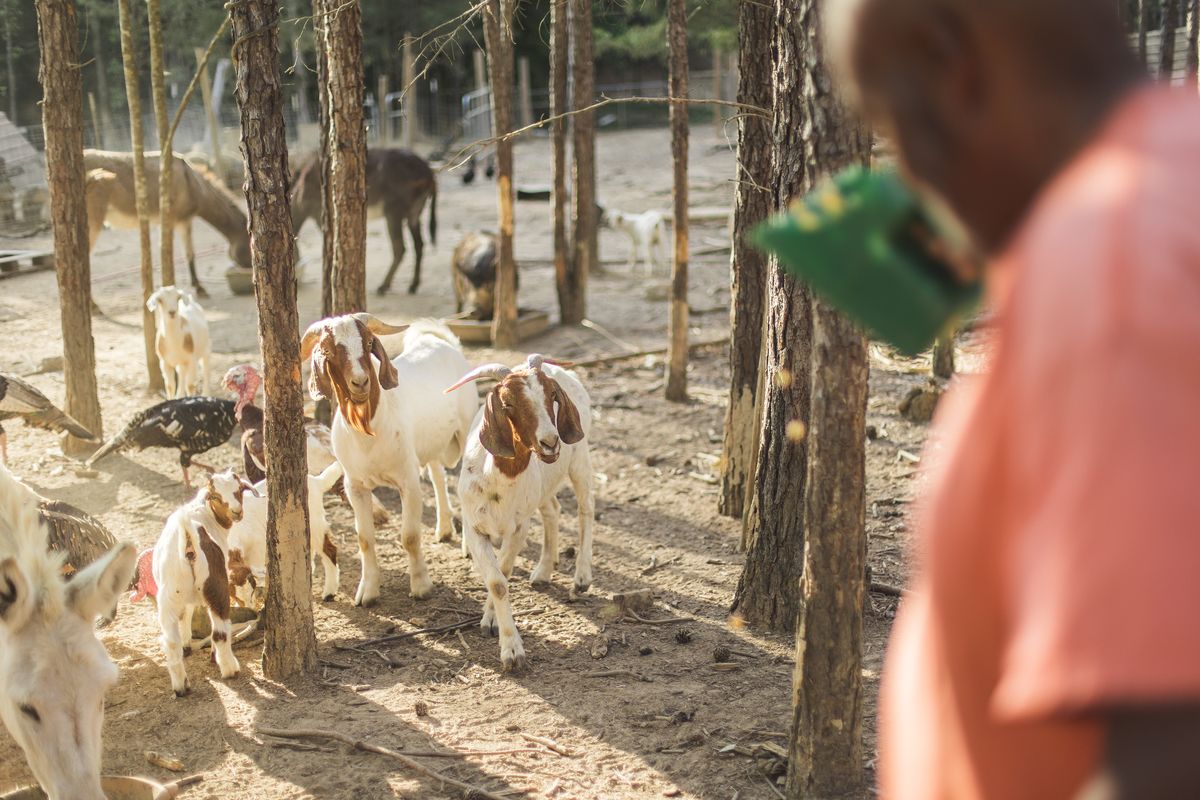 Felton feeds the goats on his farm