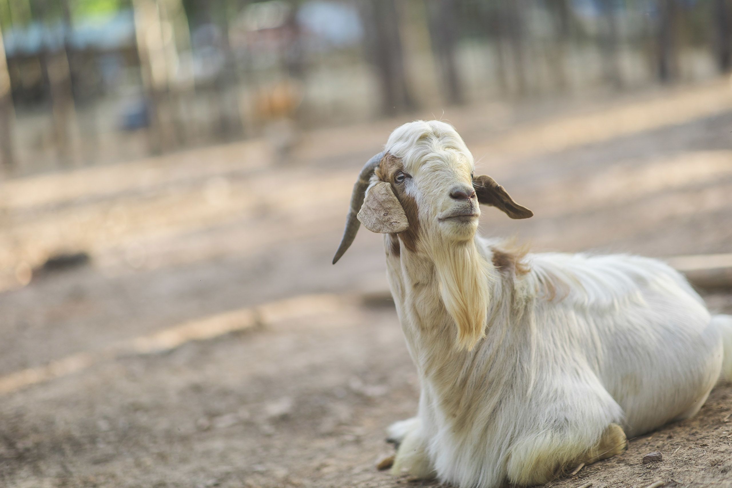 A white and brown goat laying in a dirt field.