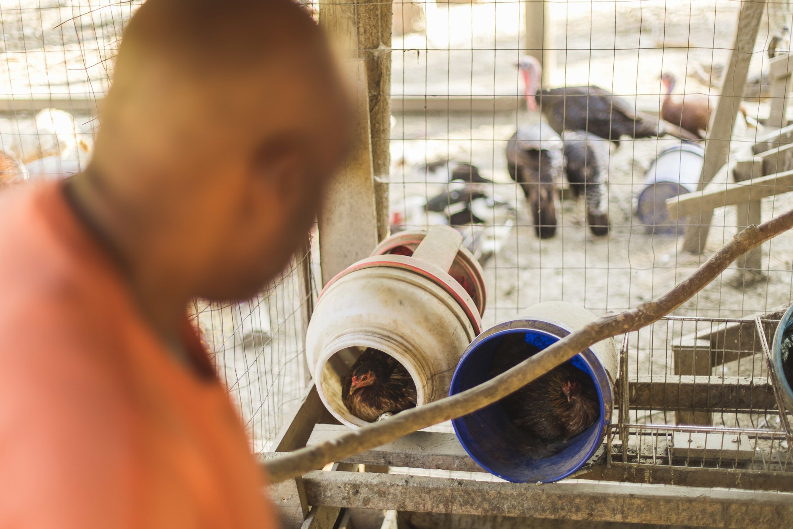 Iteago Felton looking at a chicken, who is rooting inside of a large white plastic container.
