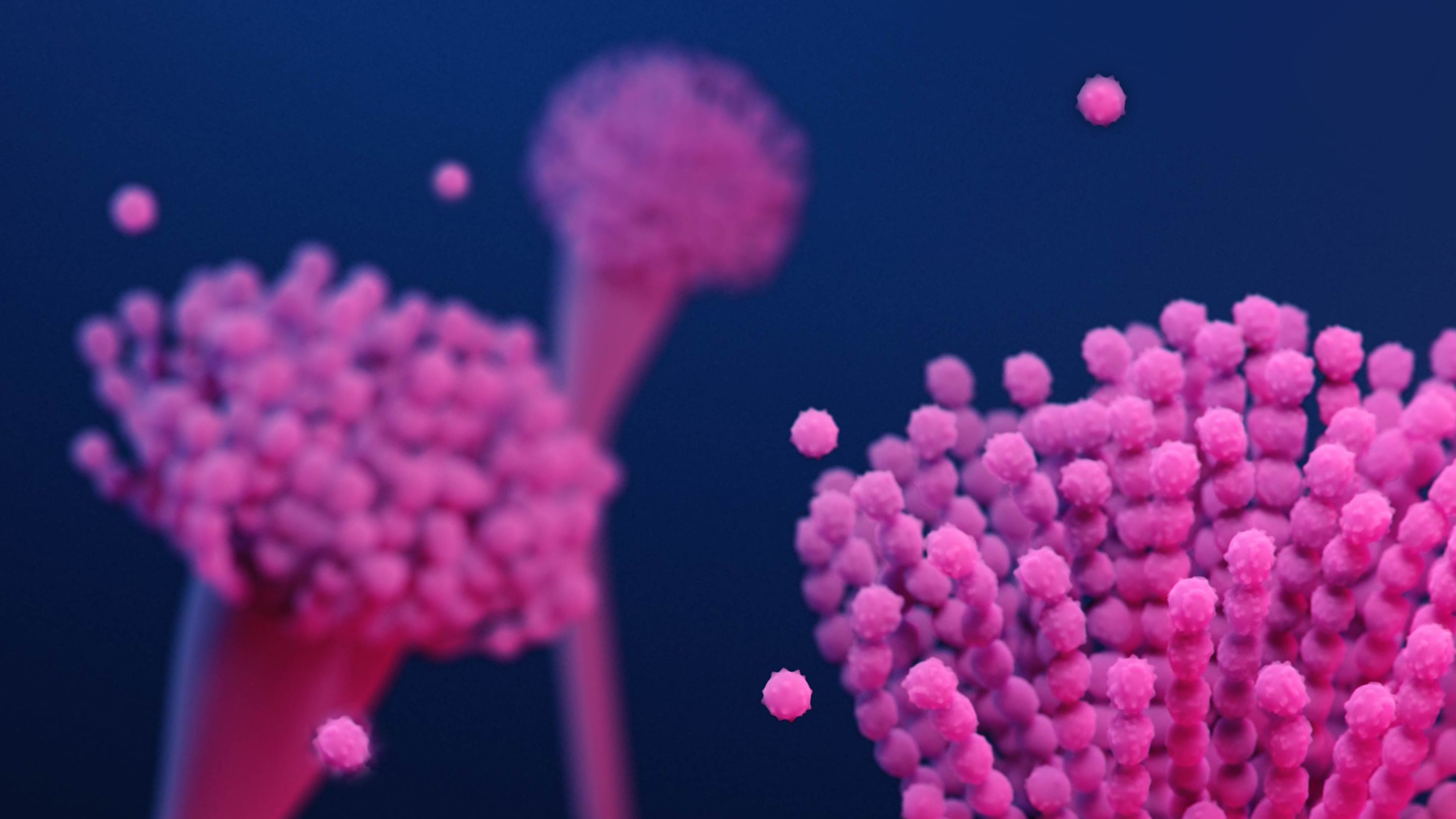 Aspergillus fungal spores