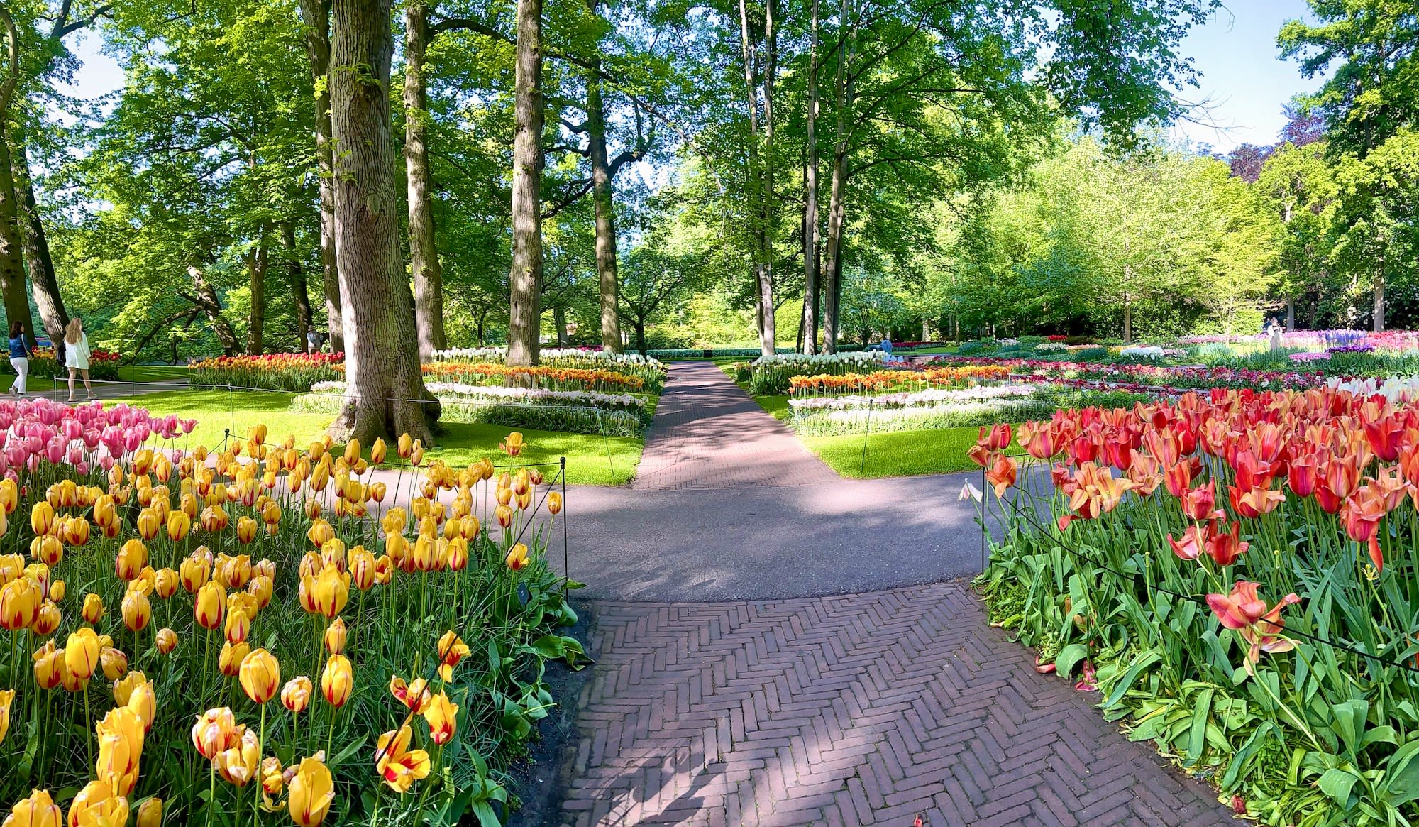 Pathways through the defined tulip beds at Keukenhof Gardens in Amsterdam
