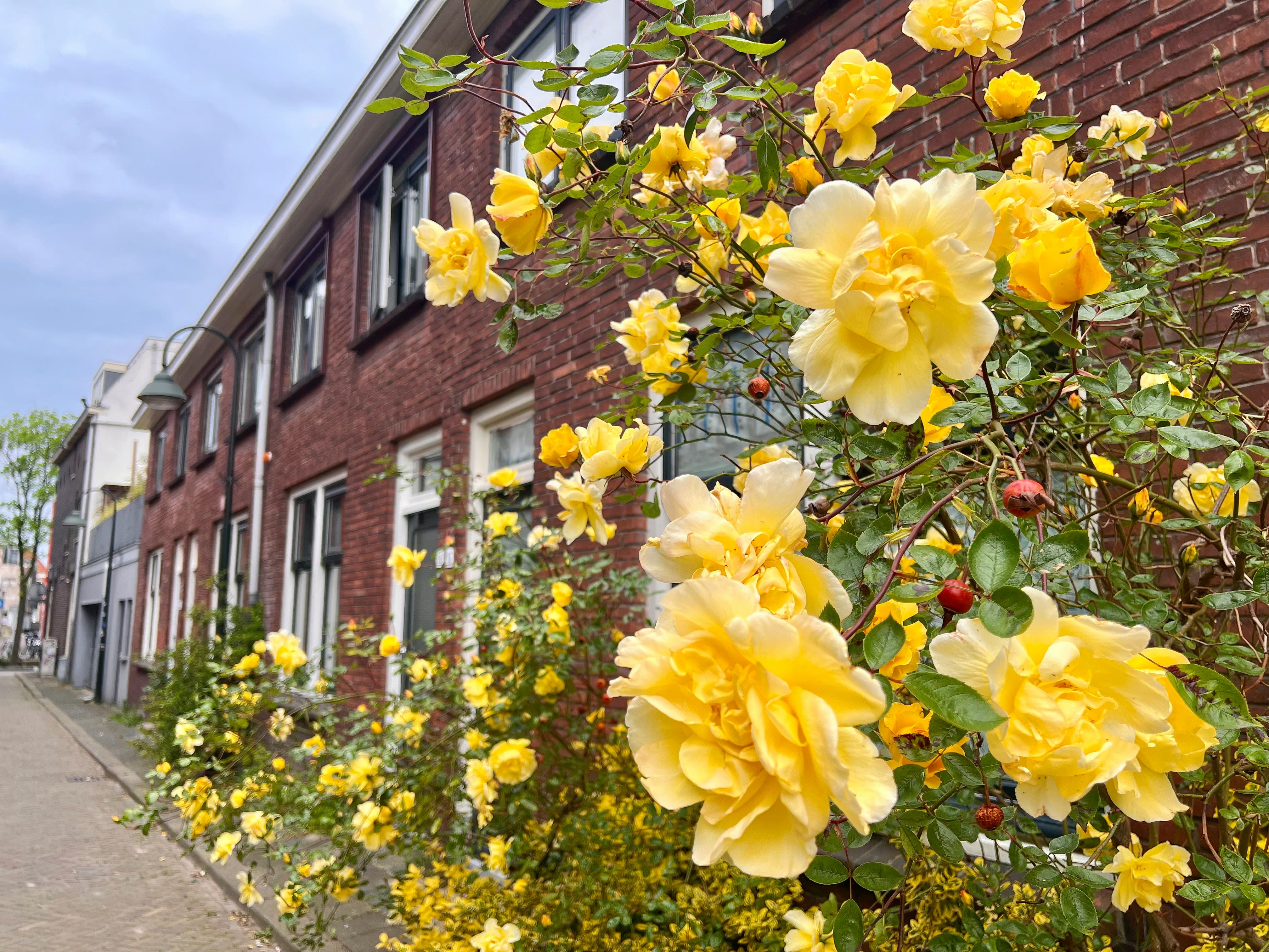Roses grow all over the side of a brick building on a city block