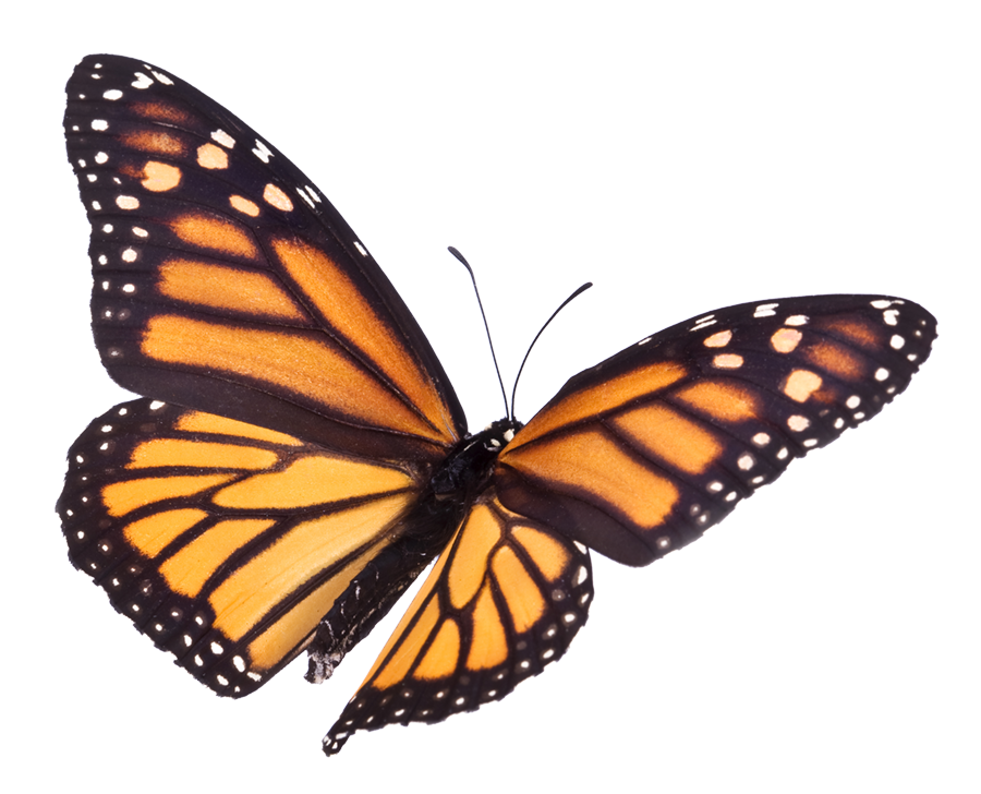 monarch butterfly