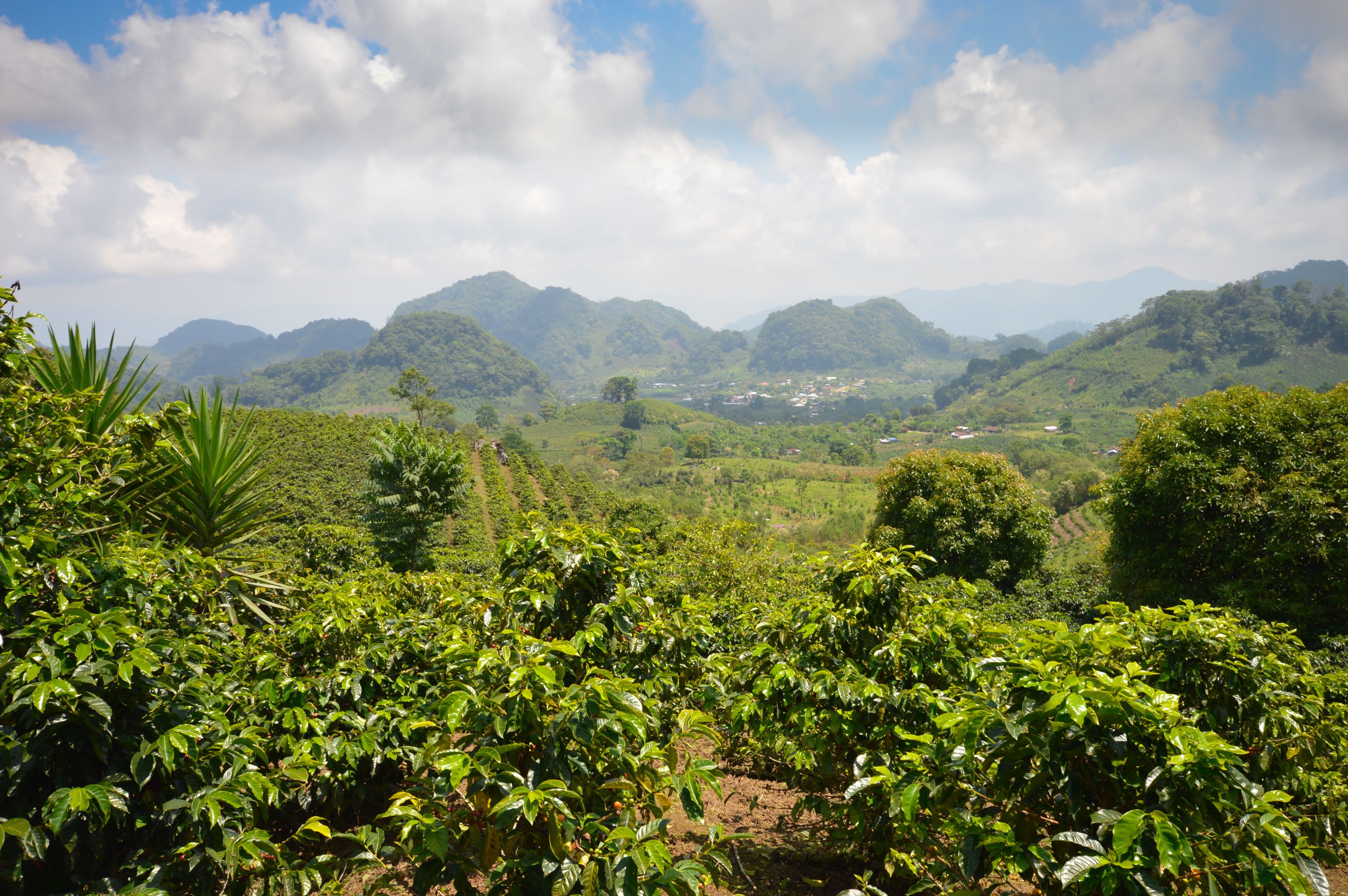 Coffee plantations in the highlands of western Honduras by the Santa Barbara National Park