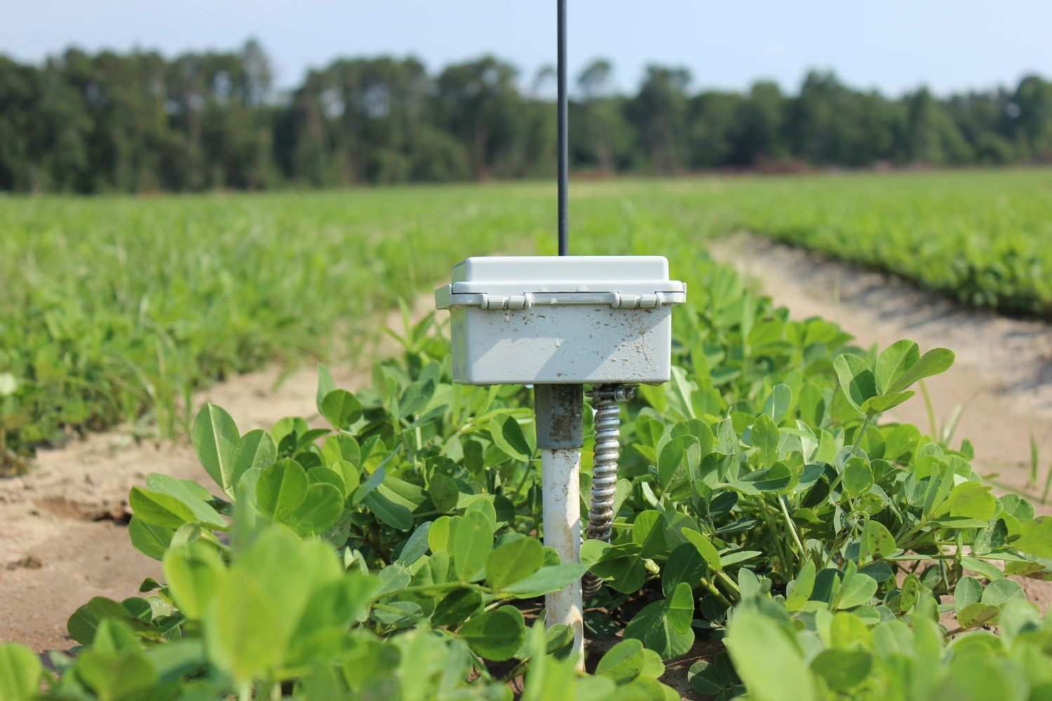 Soil moisture sensor in the field