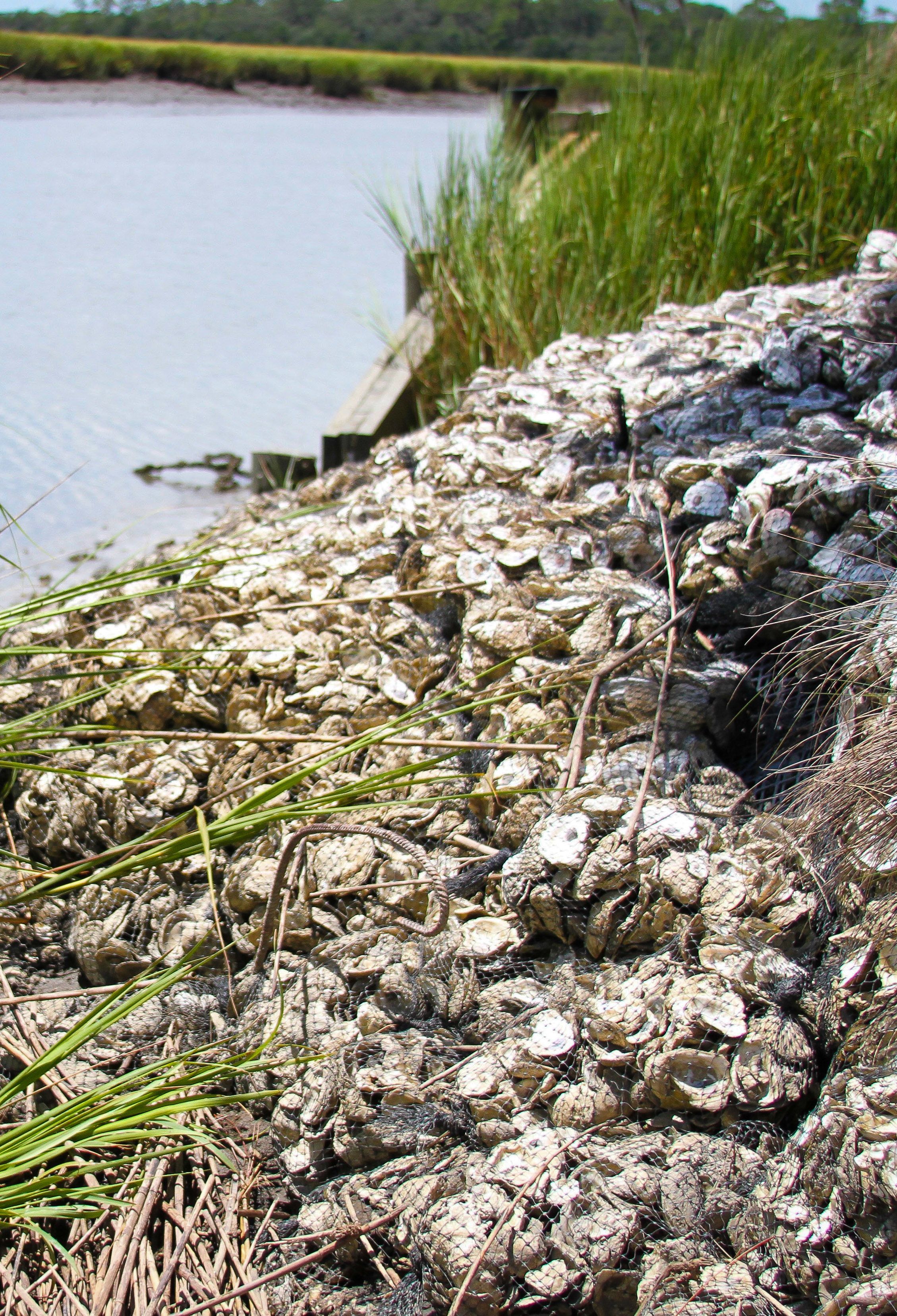 Oyster shells on the Georgia coastline.