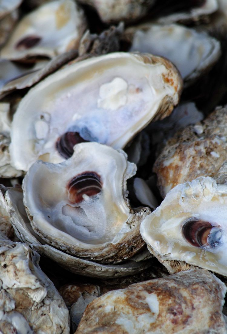 Oyster shells on the Georgia coastline